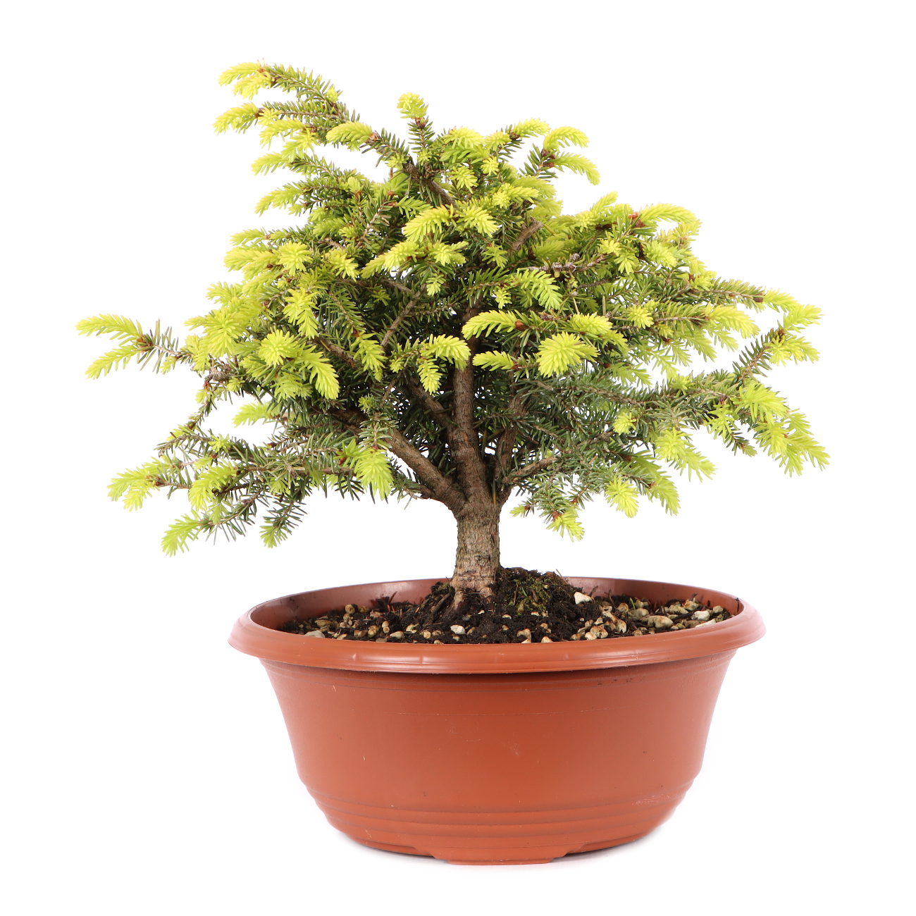 Picea abies 'Nidiformis'