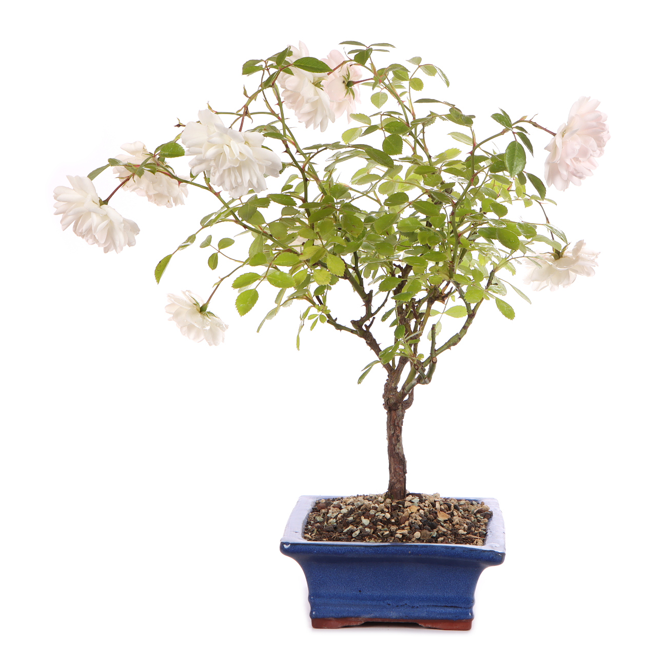 Seitenansicht rechts