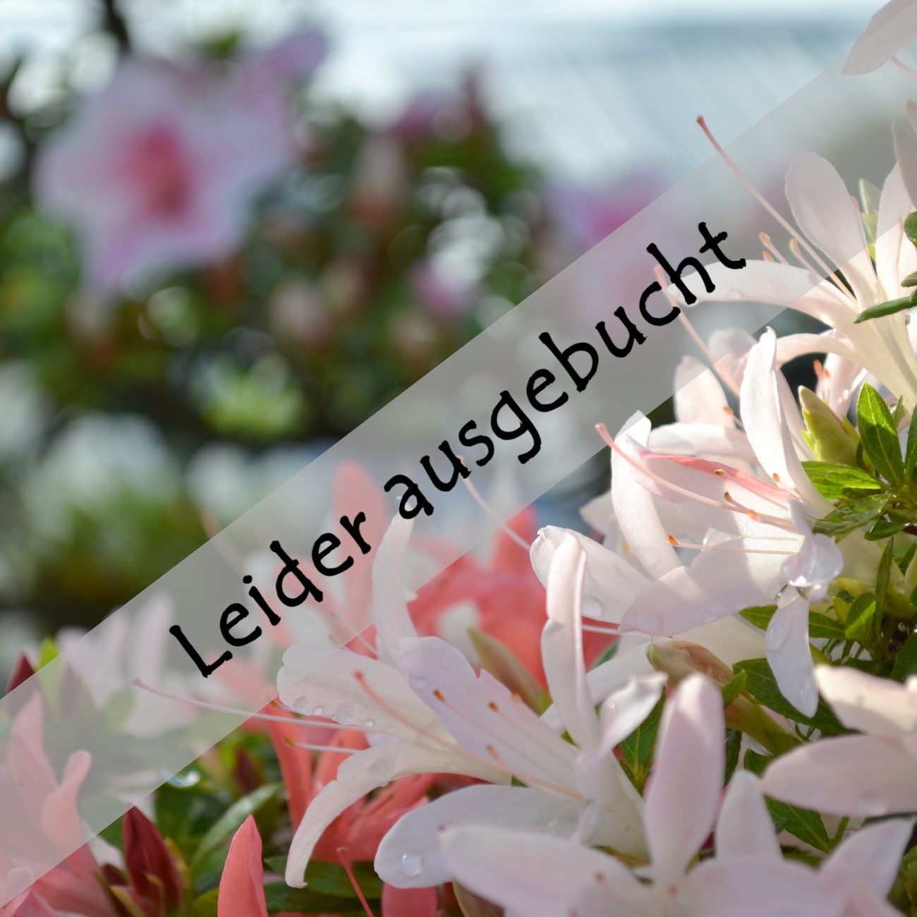 Sommerformschnitt und Azaleen am 27.06.2026