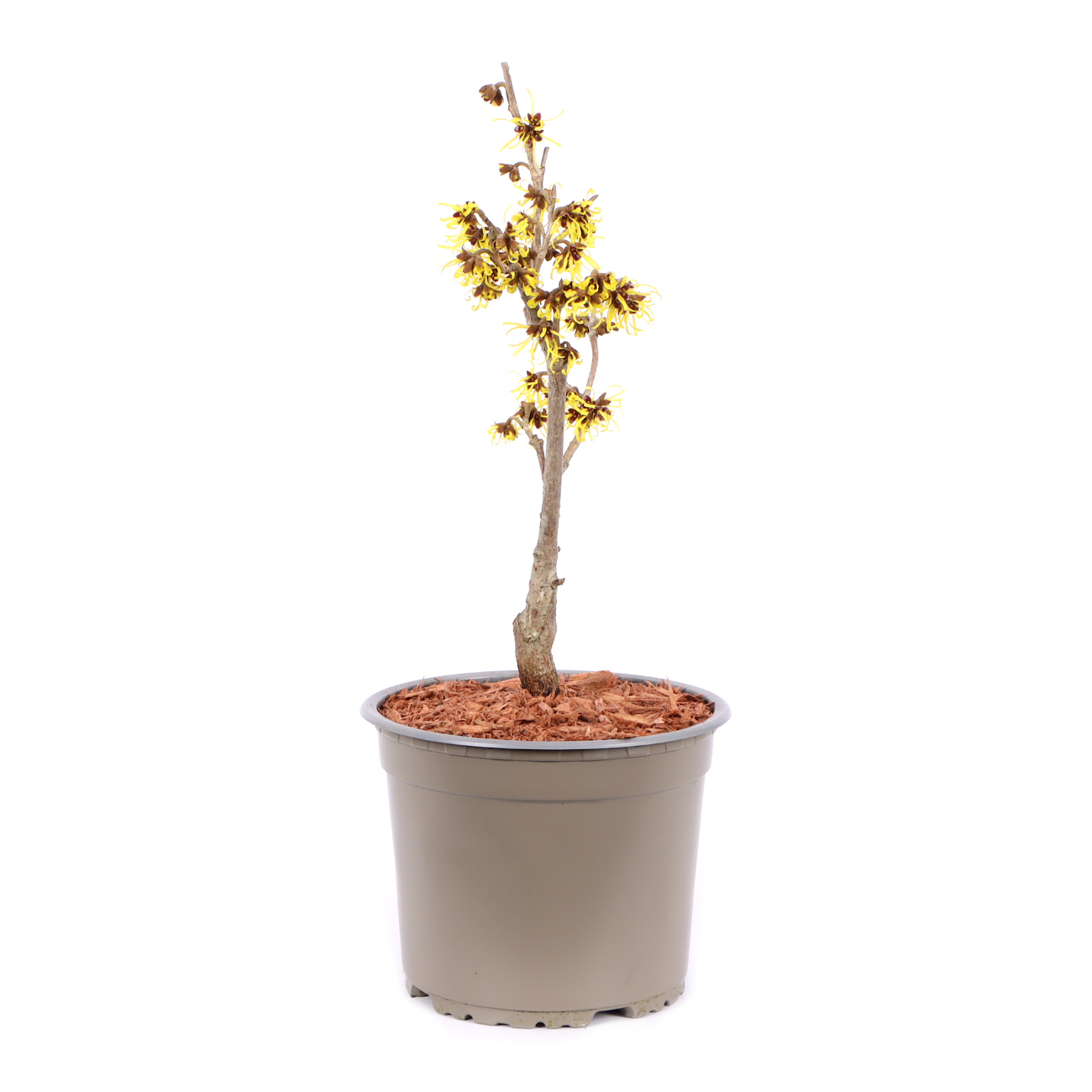 Seitenansicht rechts