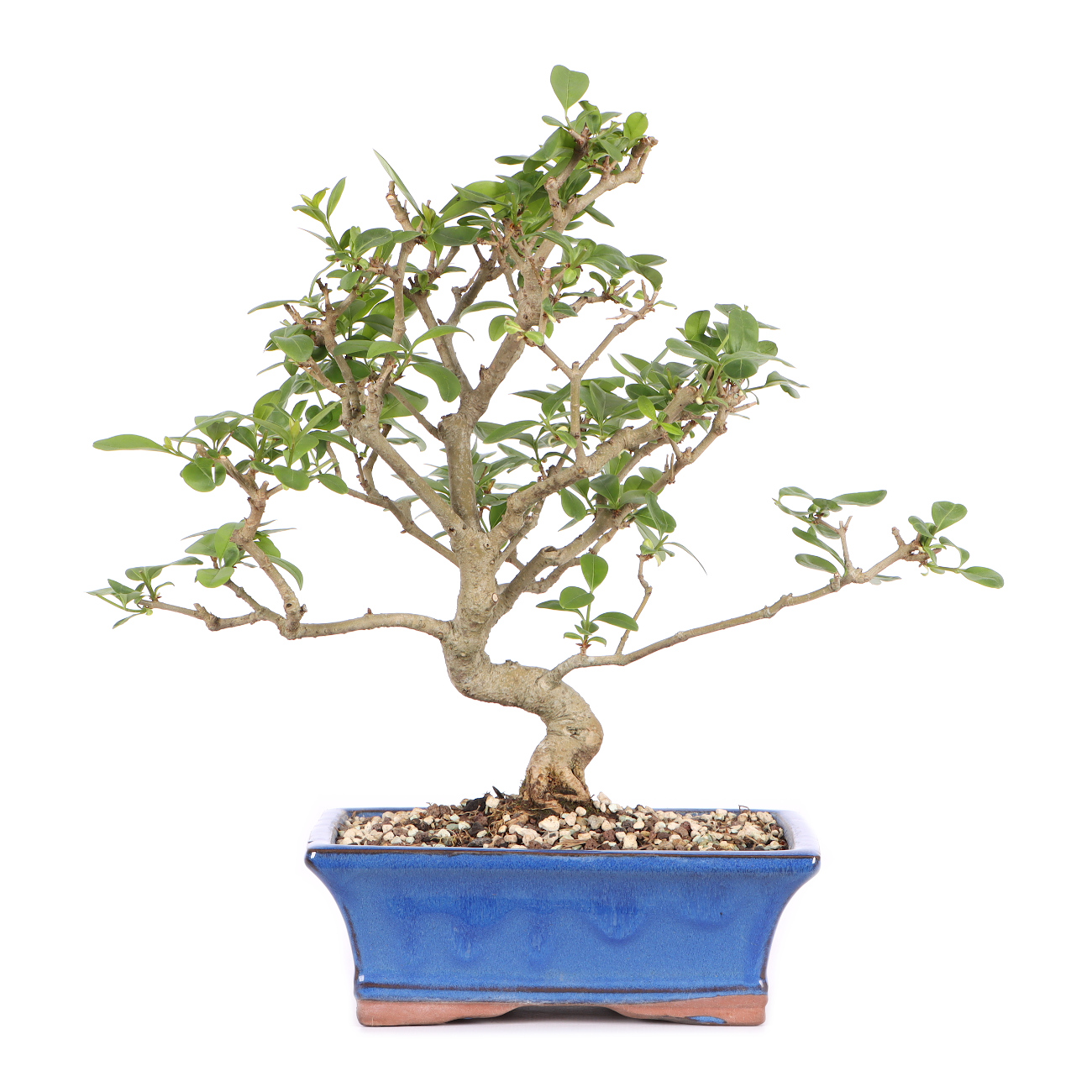 Ligustrum vulgare