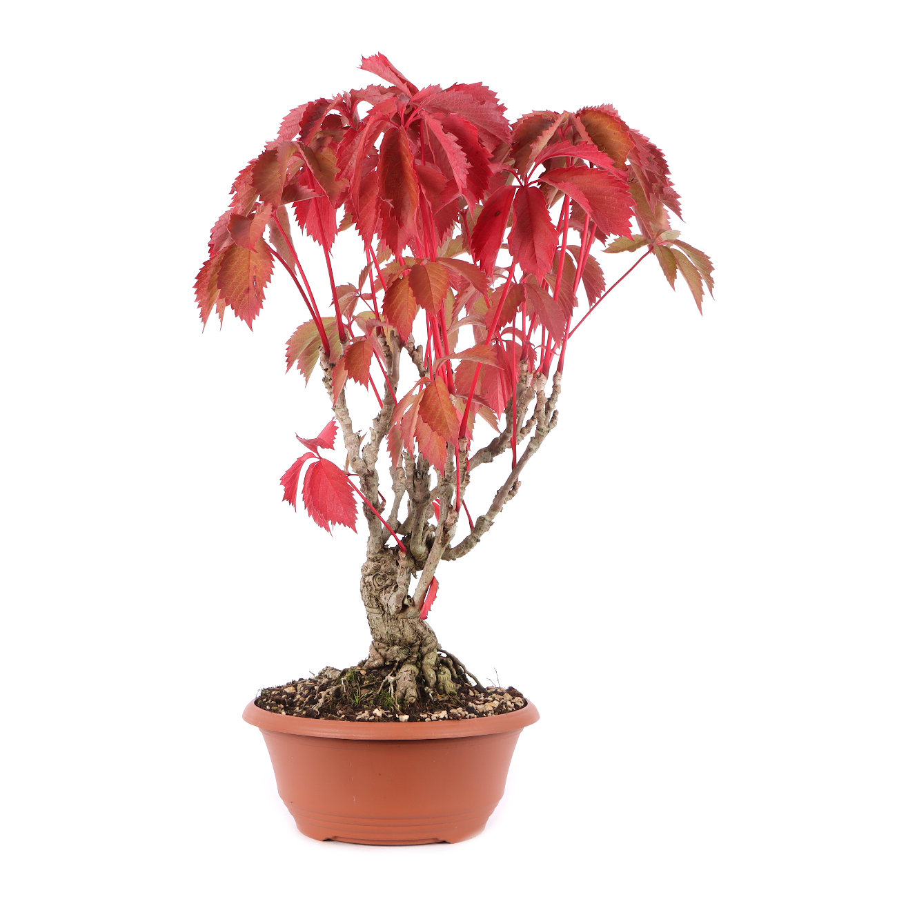 Parthenocissus quinquefolia