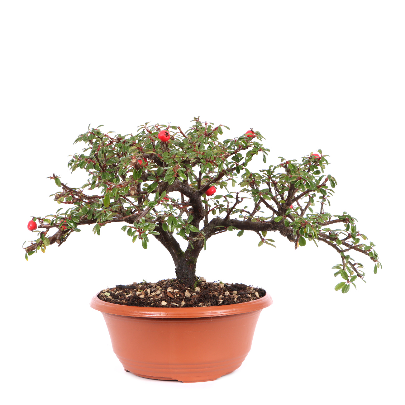 Cotoneaster dammeri 'Skogholm'