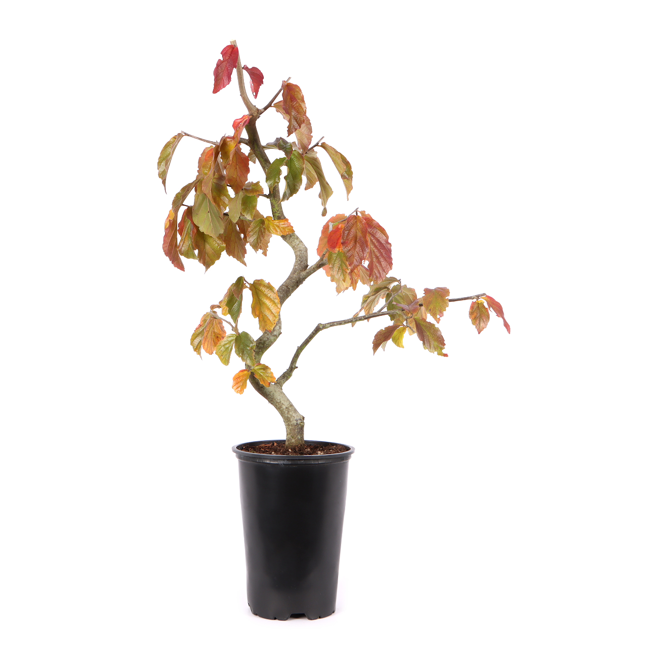 Parrotia persica 'Bella'