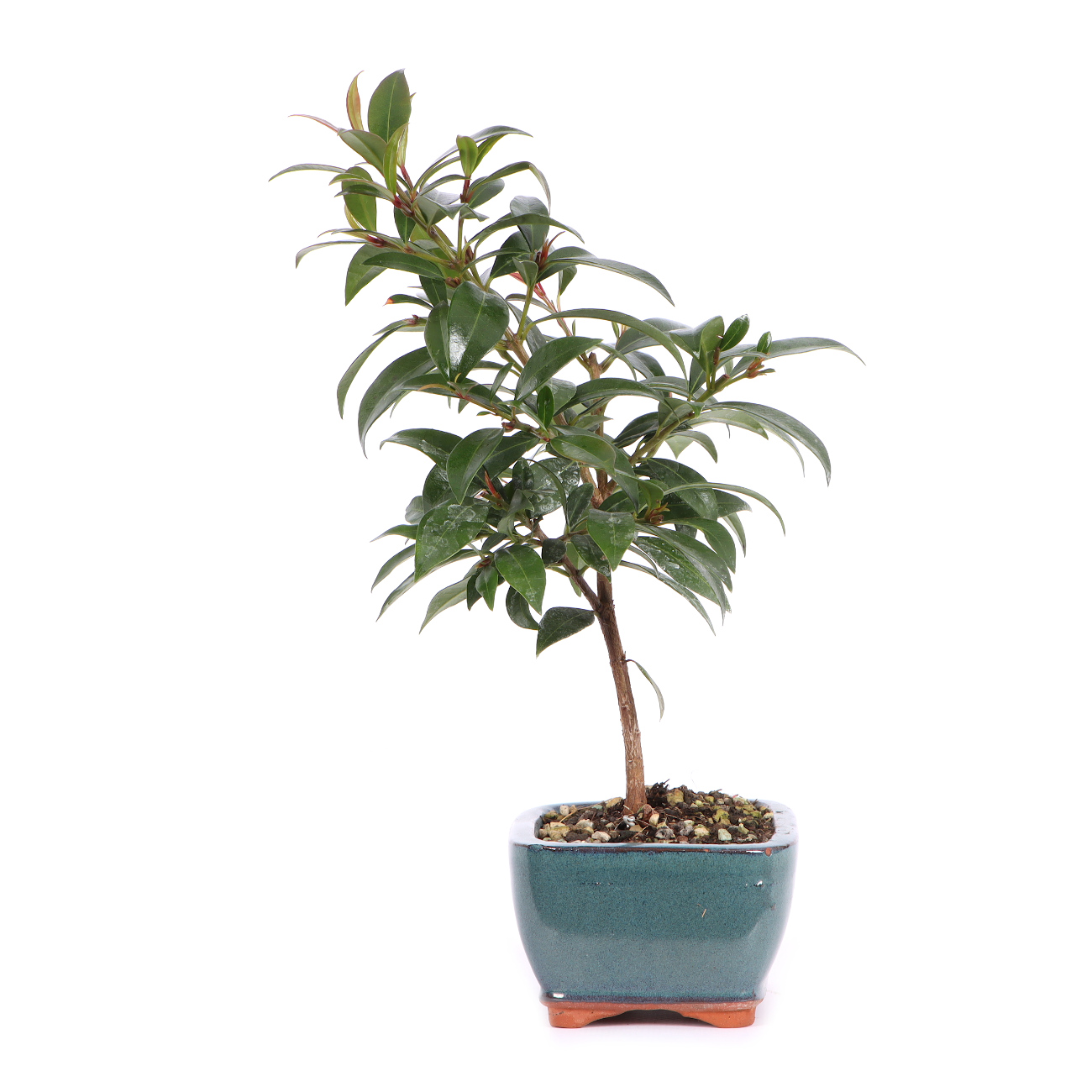 Seitenansicht rechts