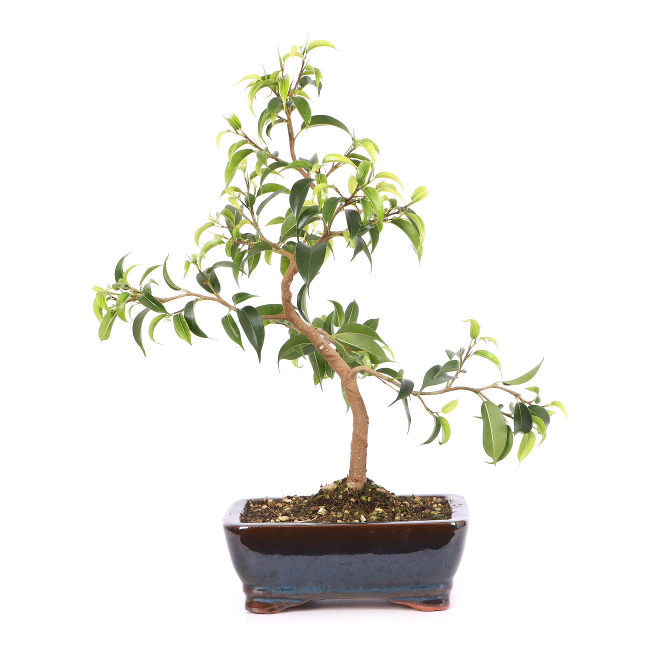 Ficus benjamina 'Natasja'