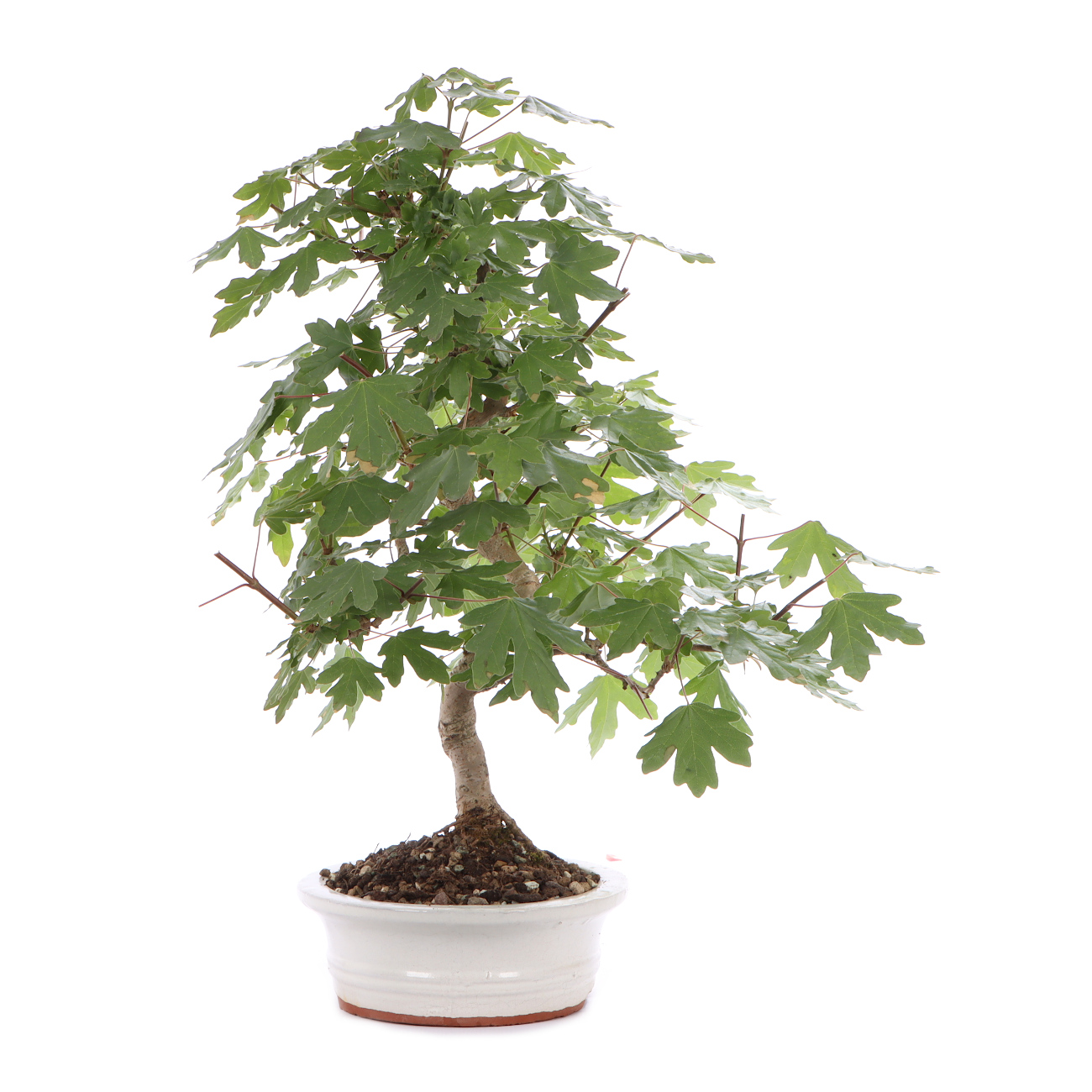 Seitenansicht rechts