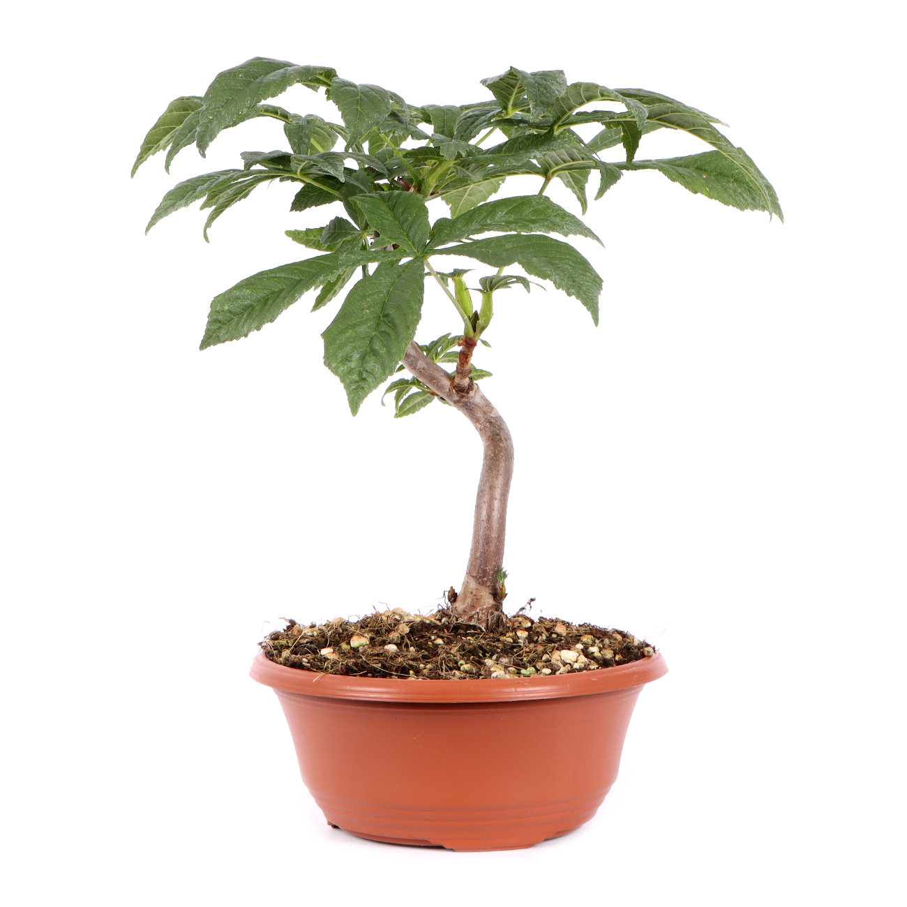 Seitenansicht rechts