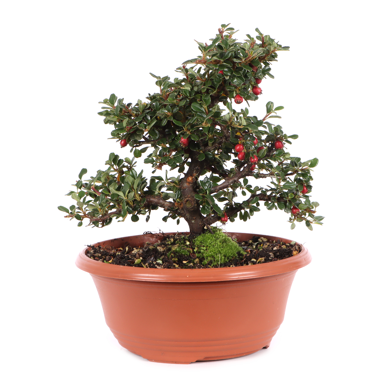 Cotoneaster microphyllus 'Cochleatus'