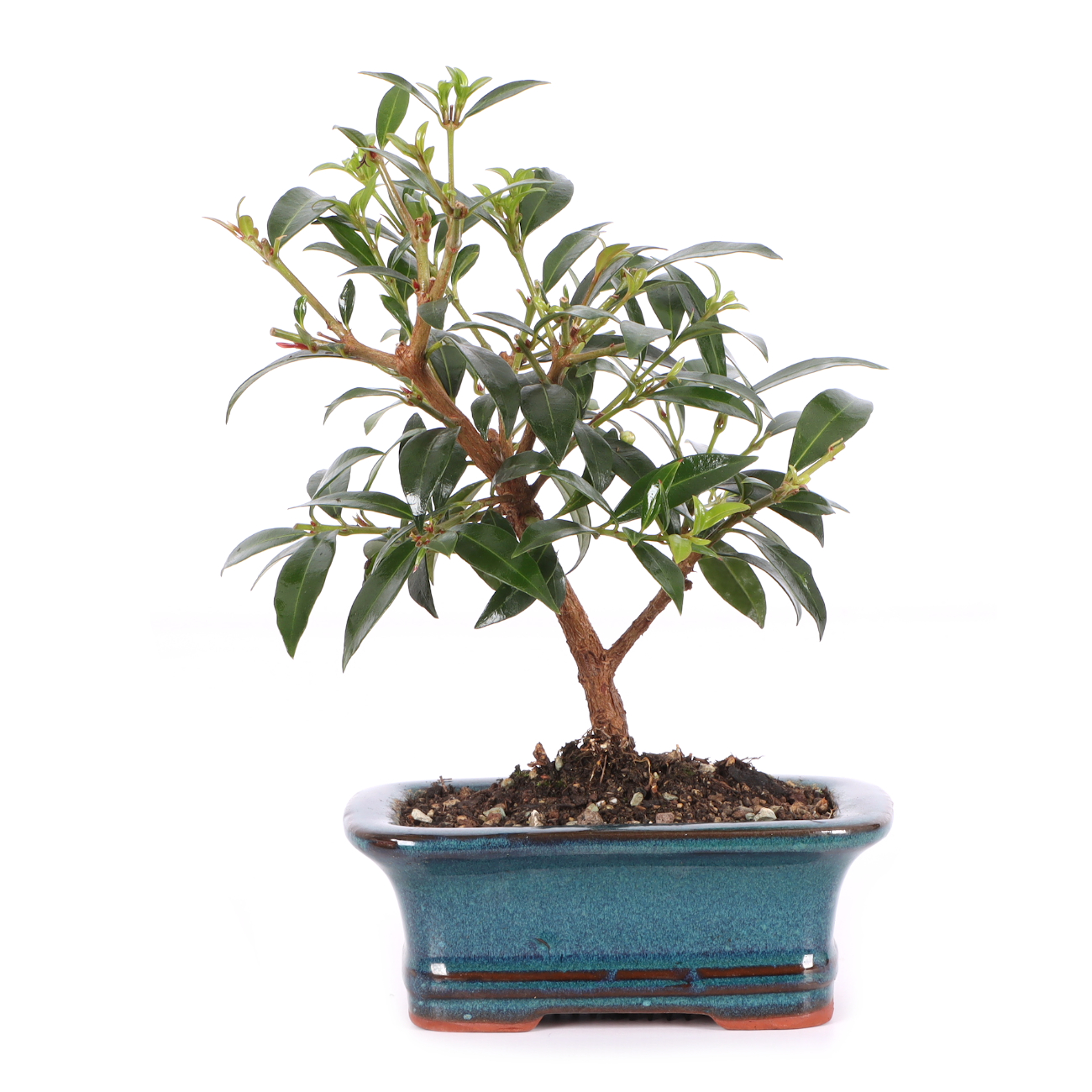 Syzygium paniculatum