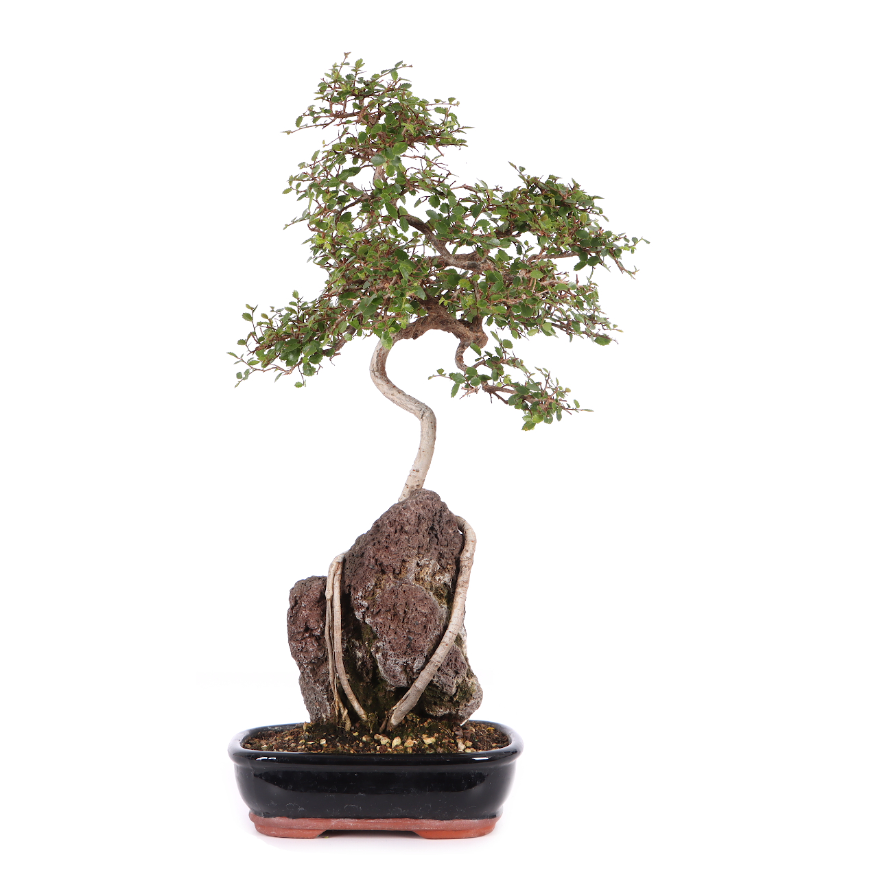 Ulmus parvifolia