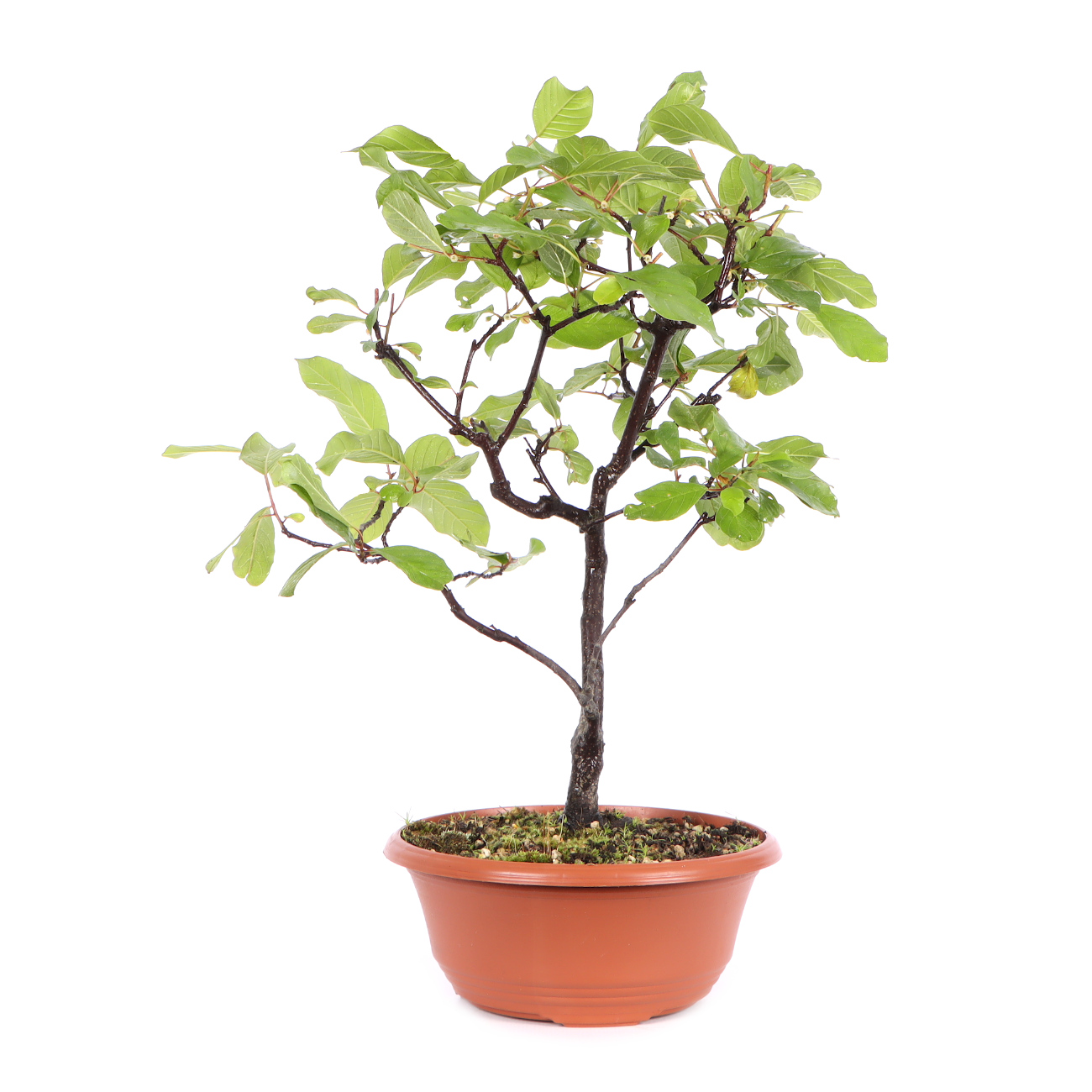 Seitenansicht rechts