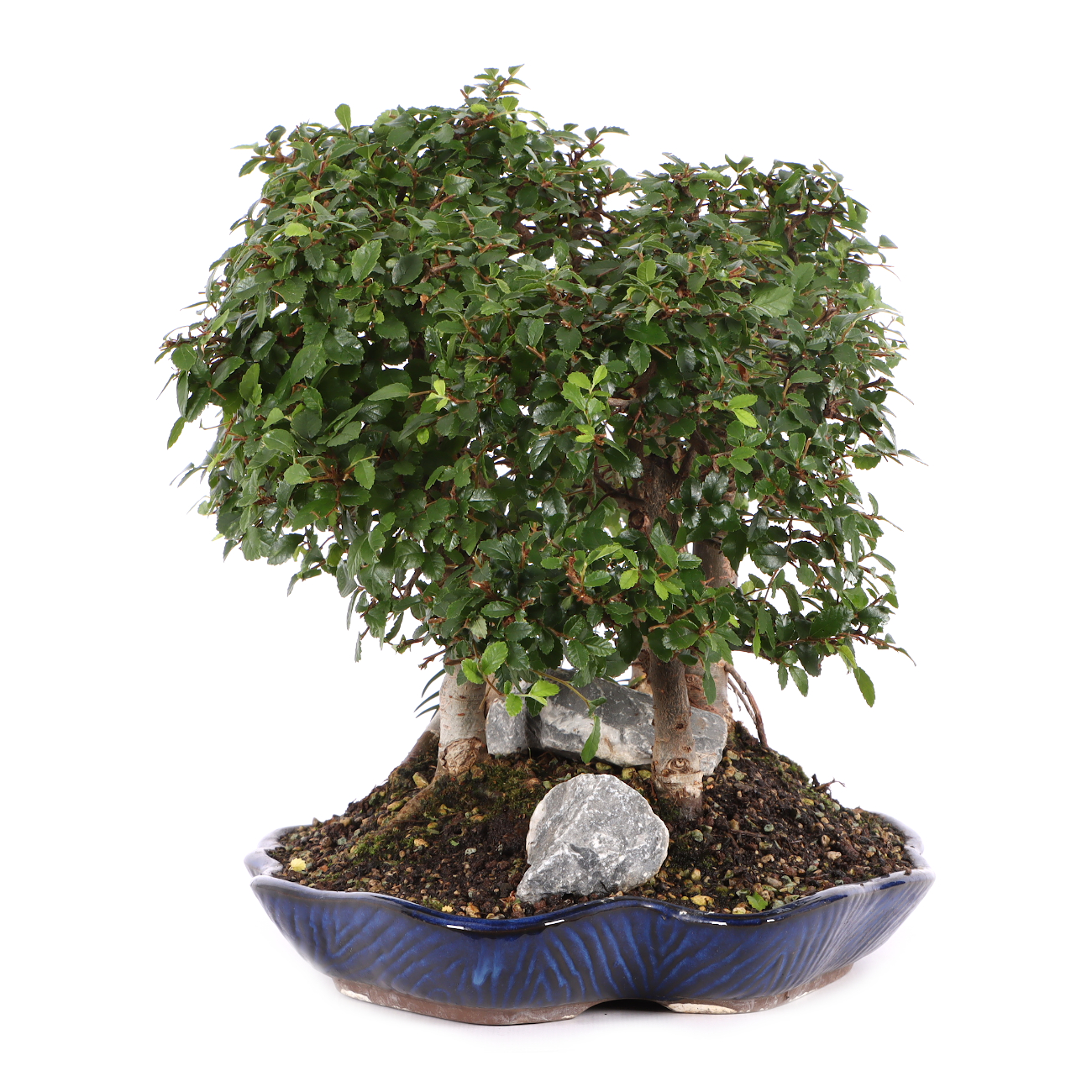 Ulmus parvifolia