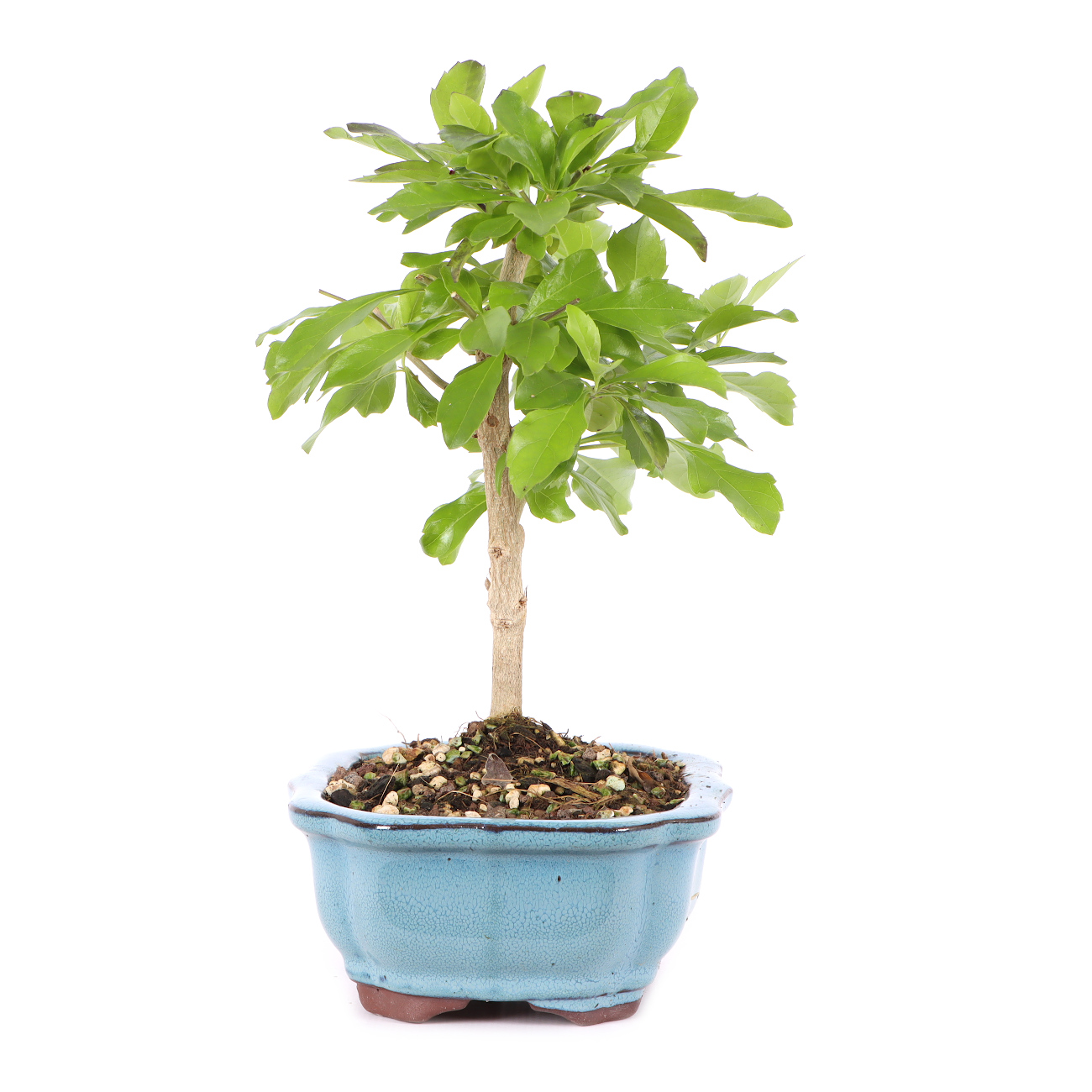 Duranta erecta