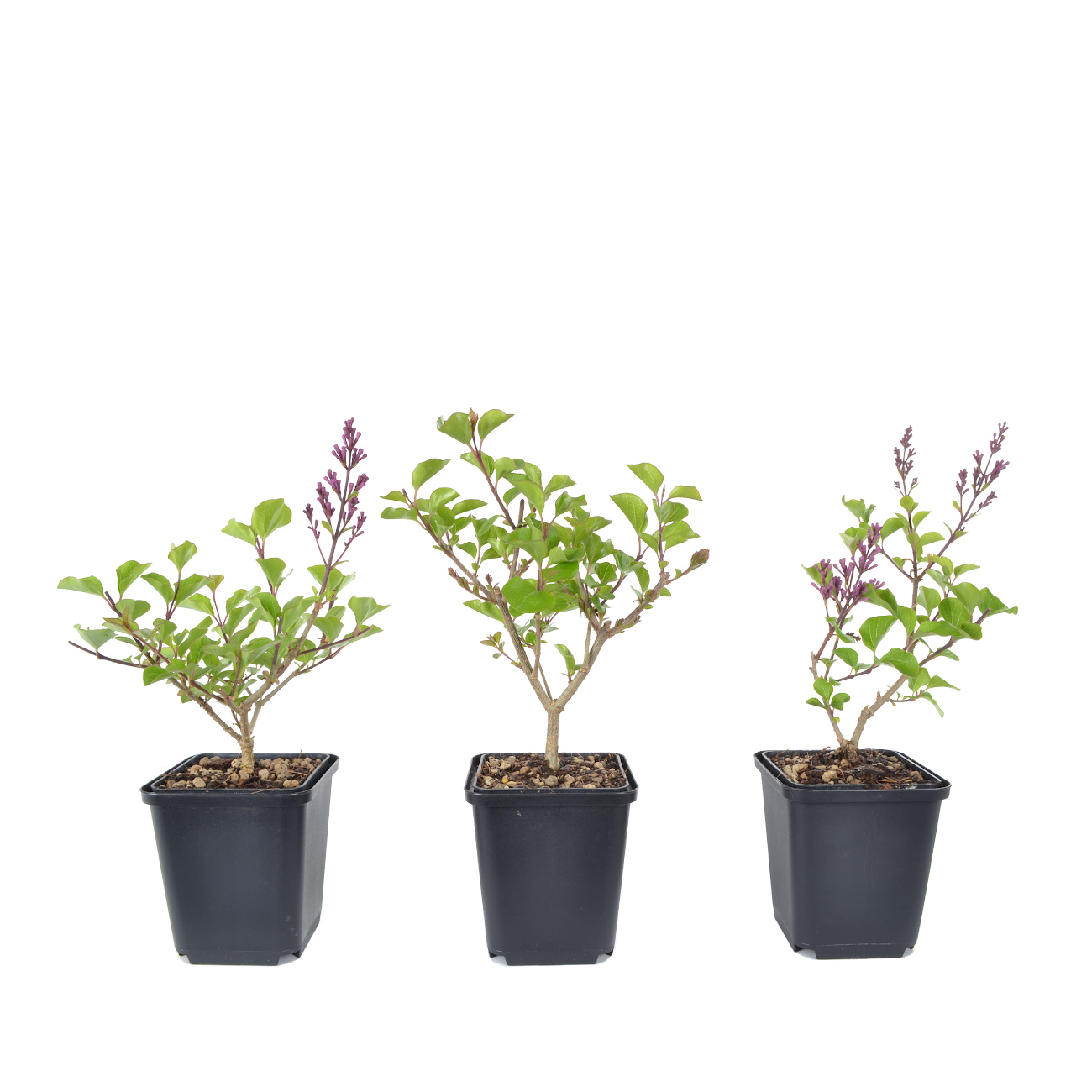 Syringa meyeri 'Palibin'