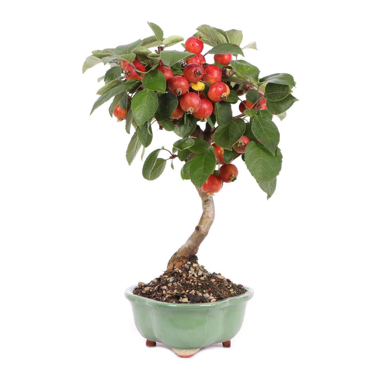 Seitenansicht rechts