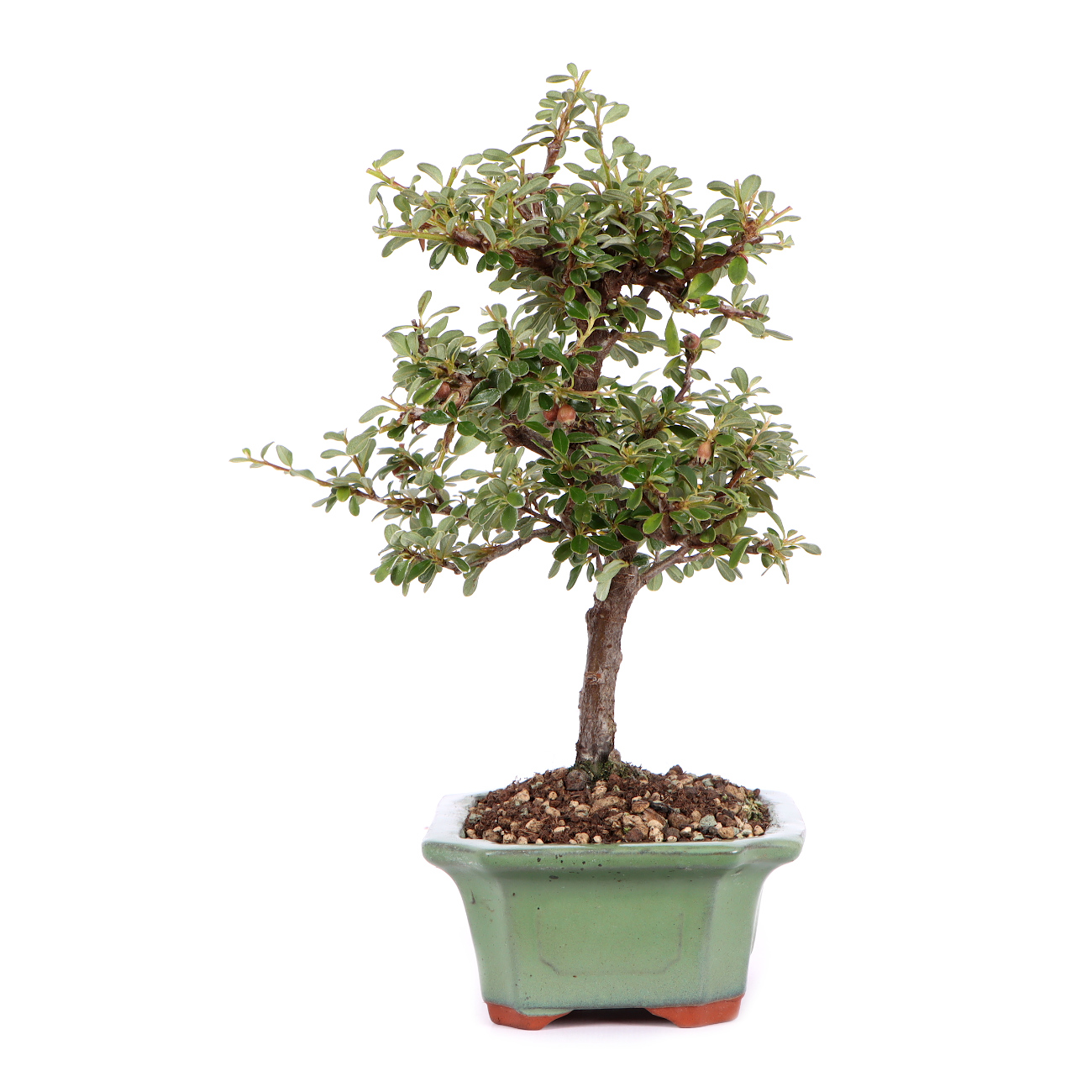 Seitenansicht rechts