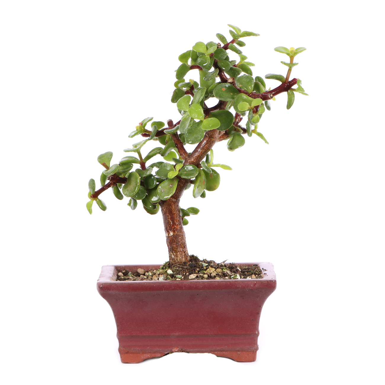 Portulacaria afra