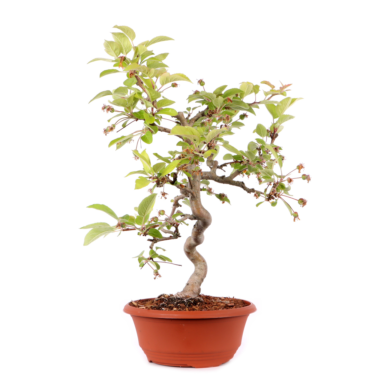 Malus spec.