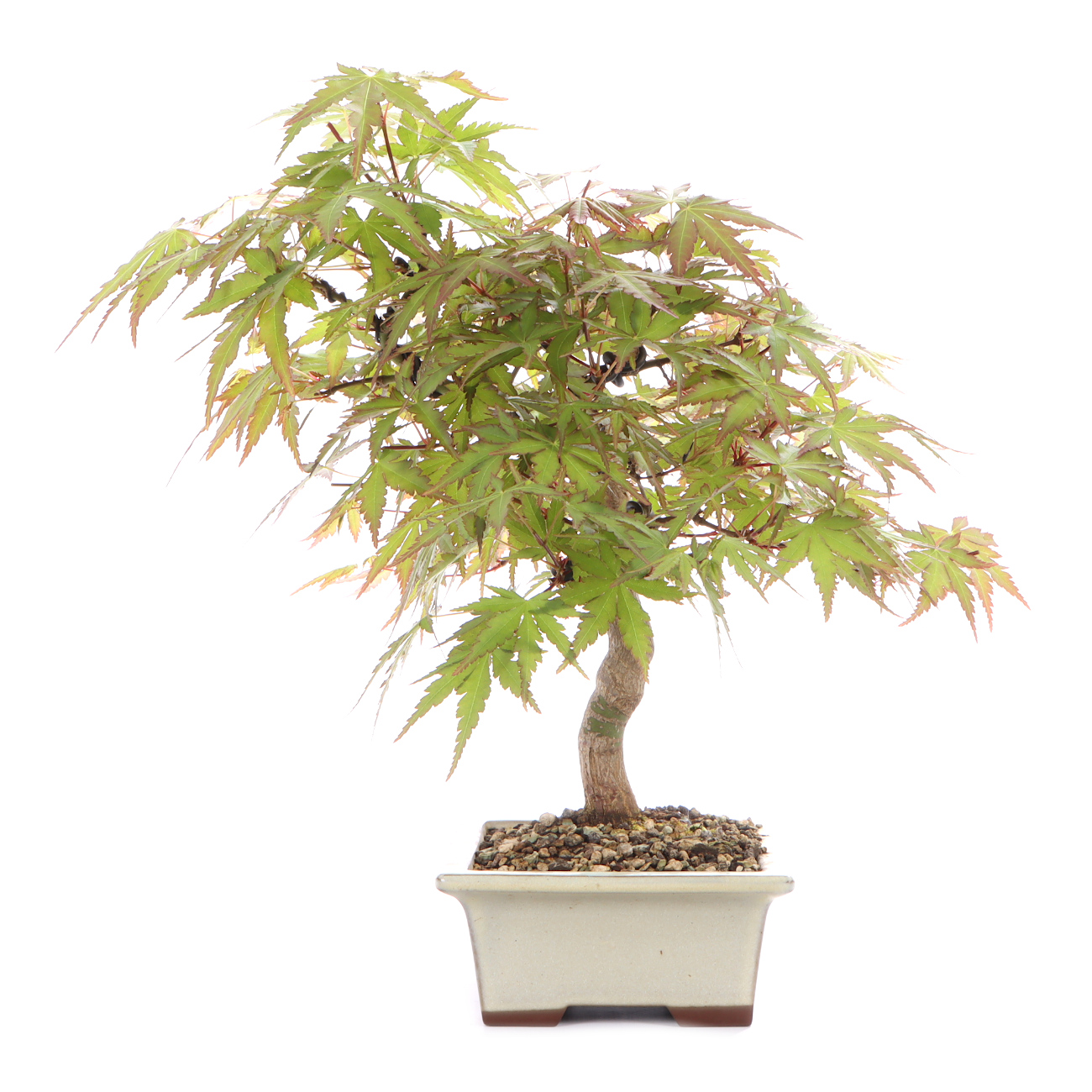 Seitenansicht rechts