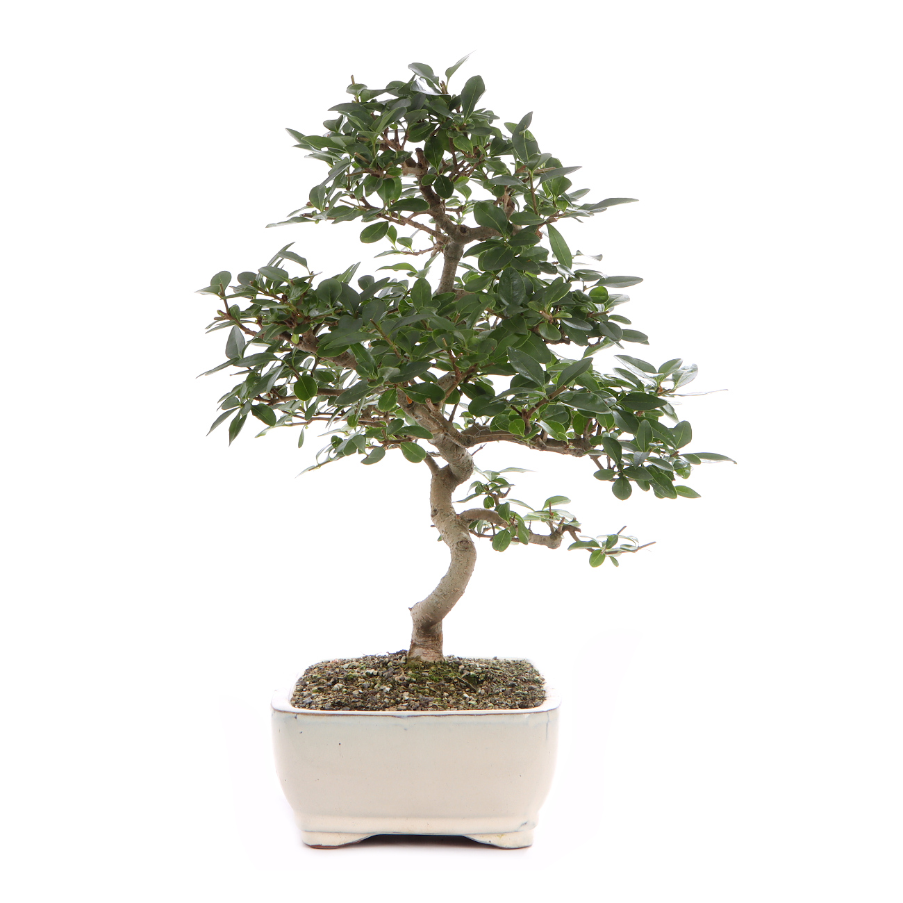 Seitenansicht rechts