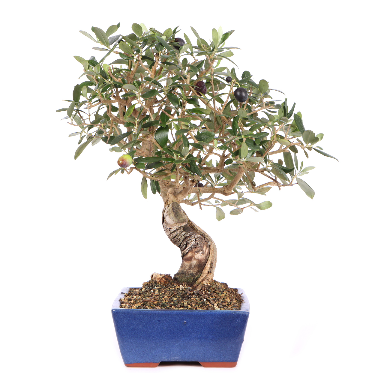 Seitenansicht rechts