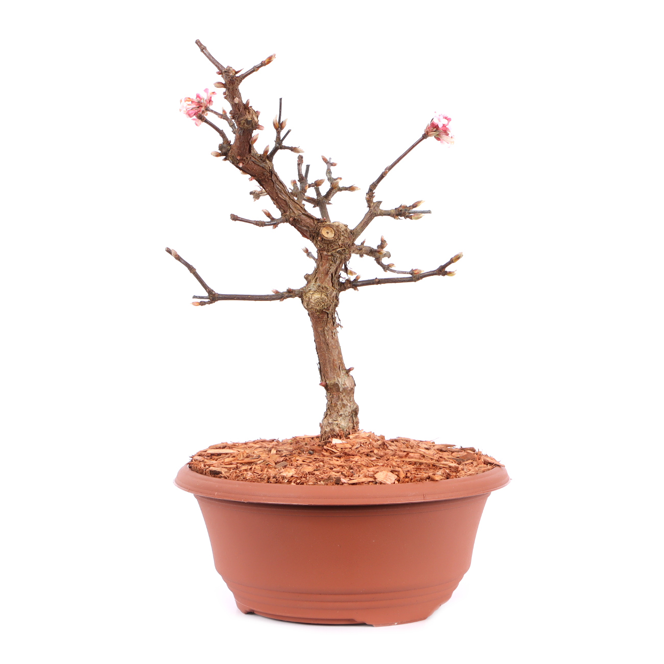 Viburnum x bodnantense 'Dawn'