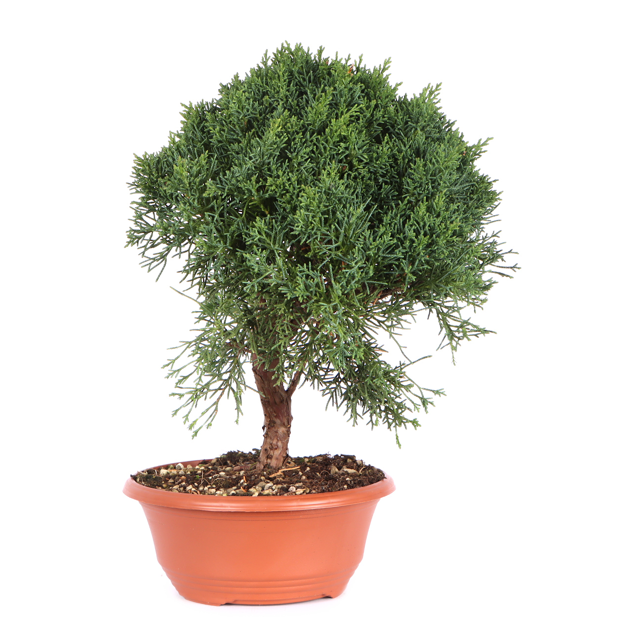 Seitenansicht rechts