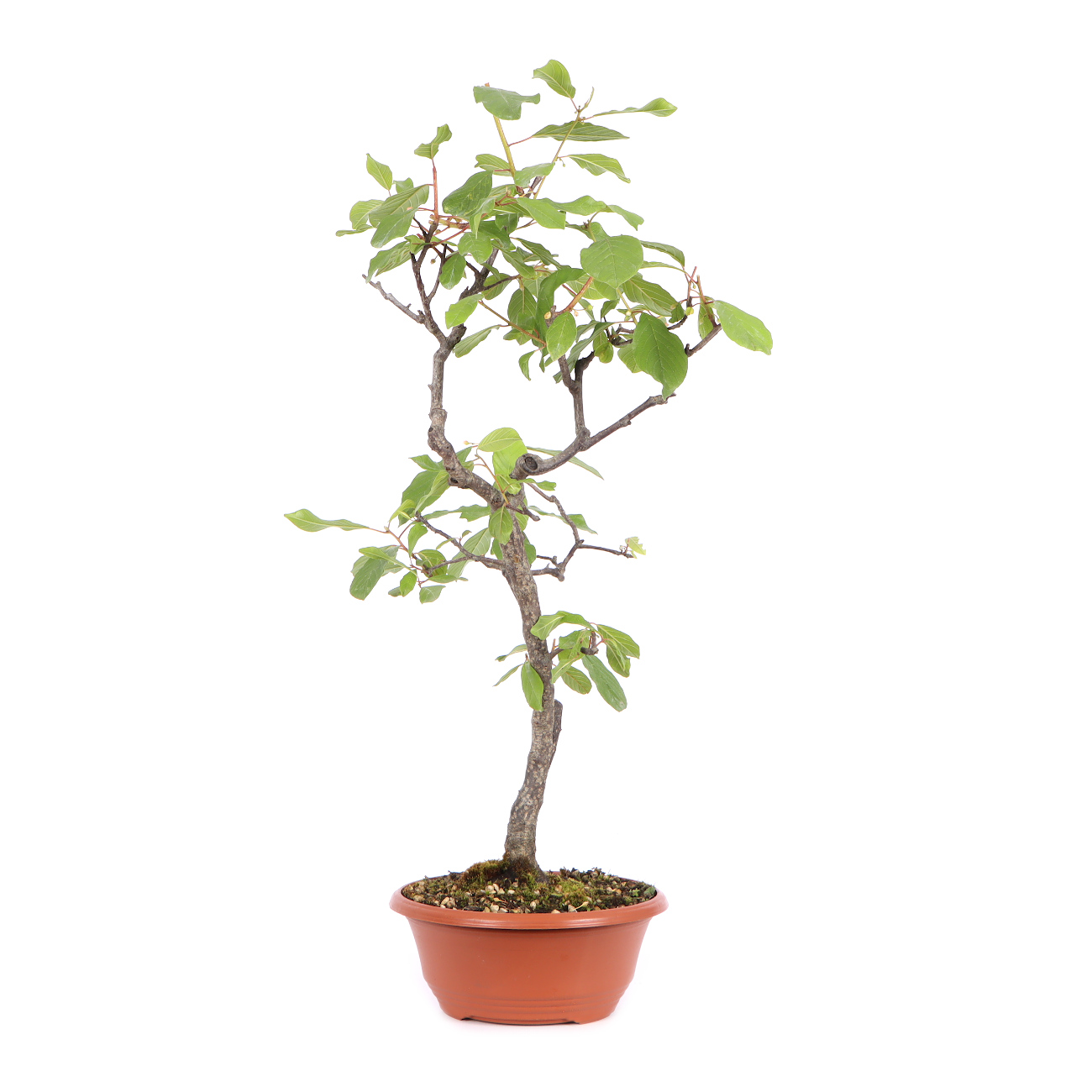 Seitenansicht rechts