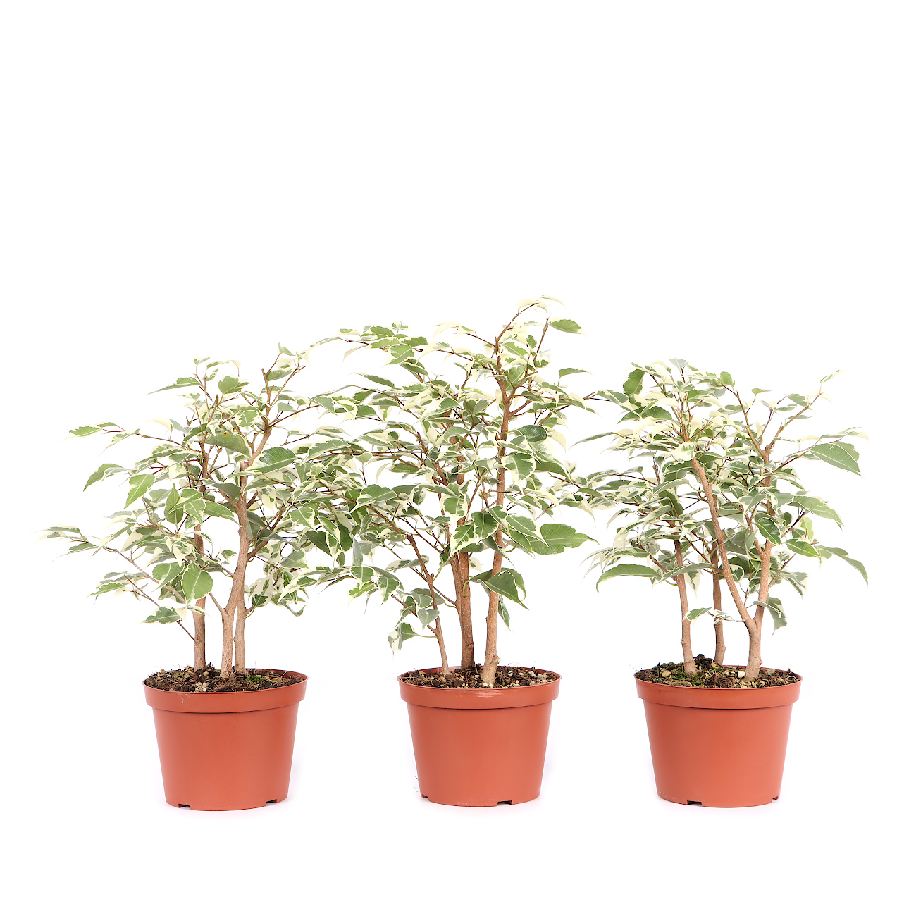 Ficus benjamina 'Starlight'