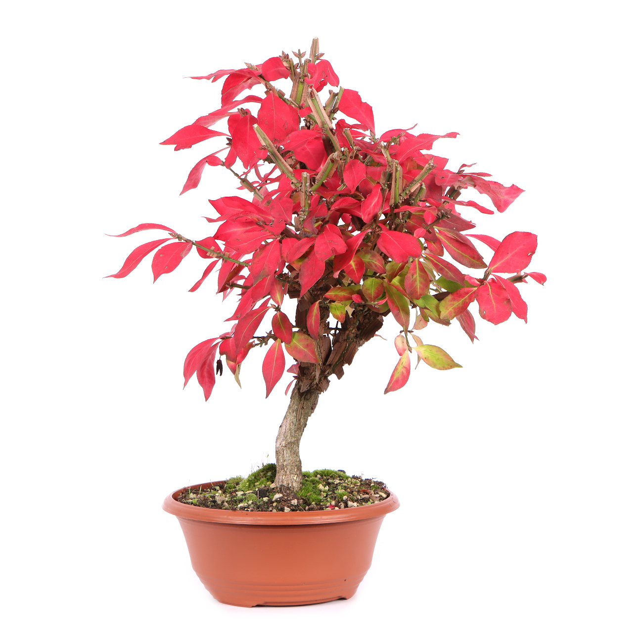 Seitenansicht rechts