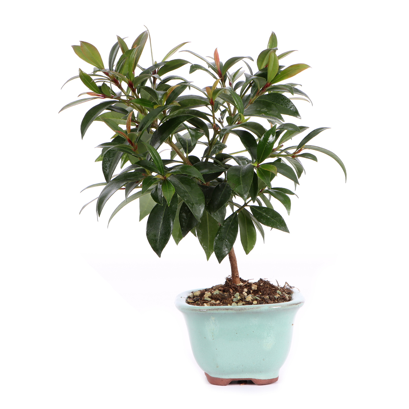 Seitenansicht rechts