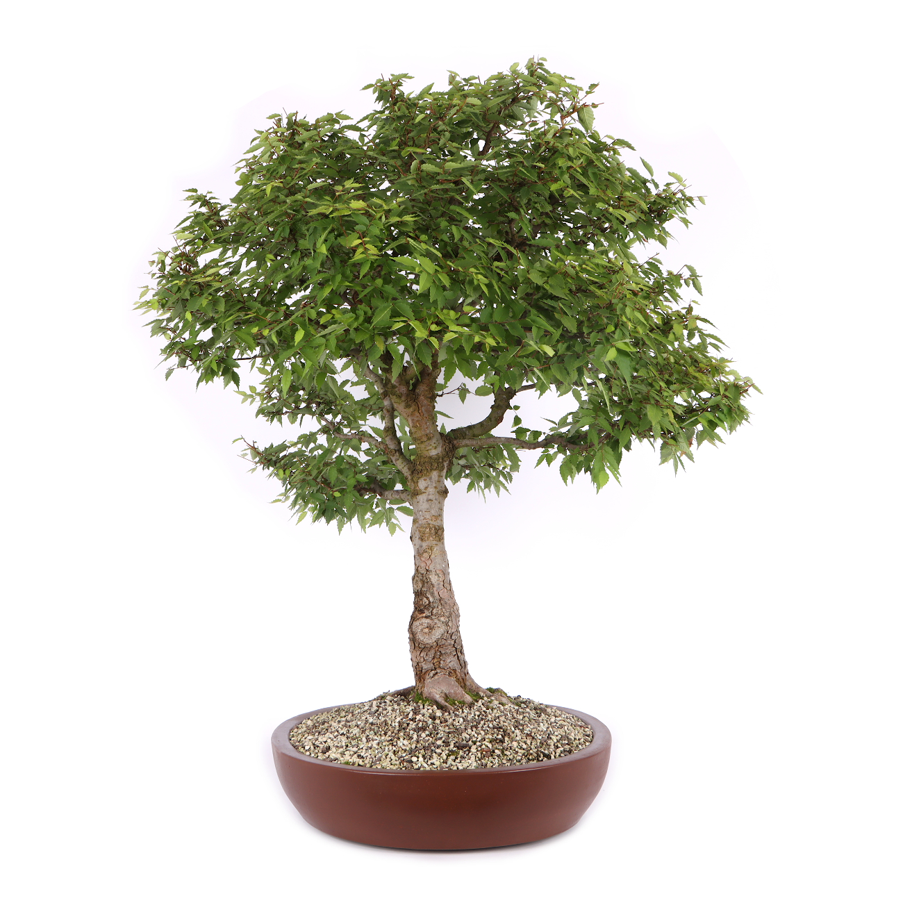 Zelkova serrata