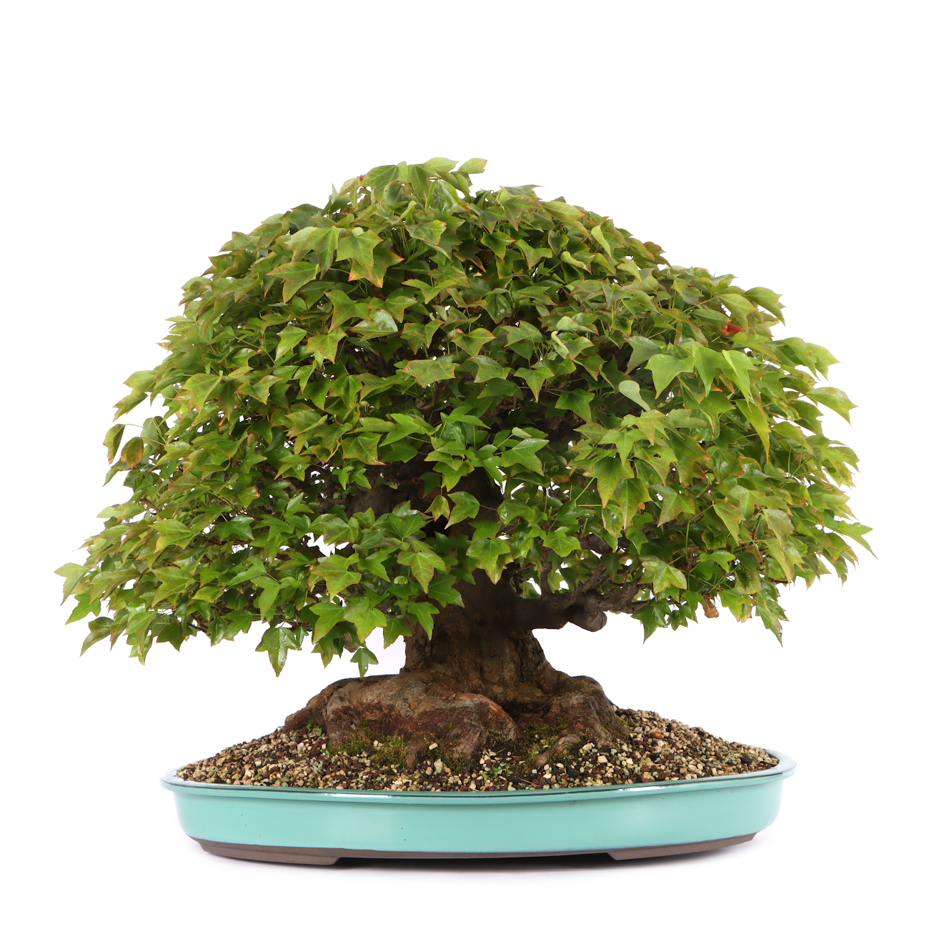 Acer buergerianum