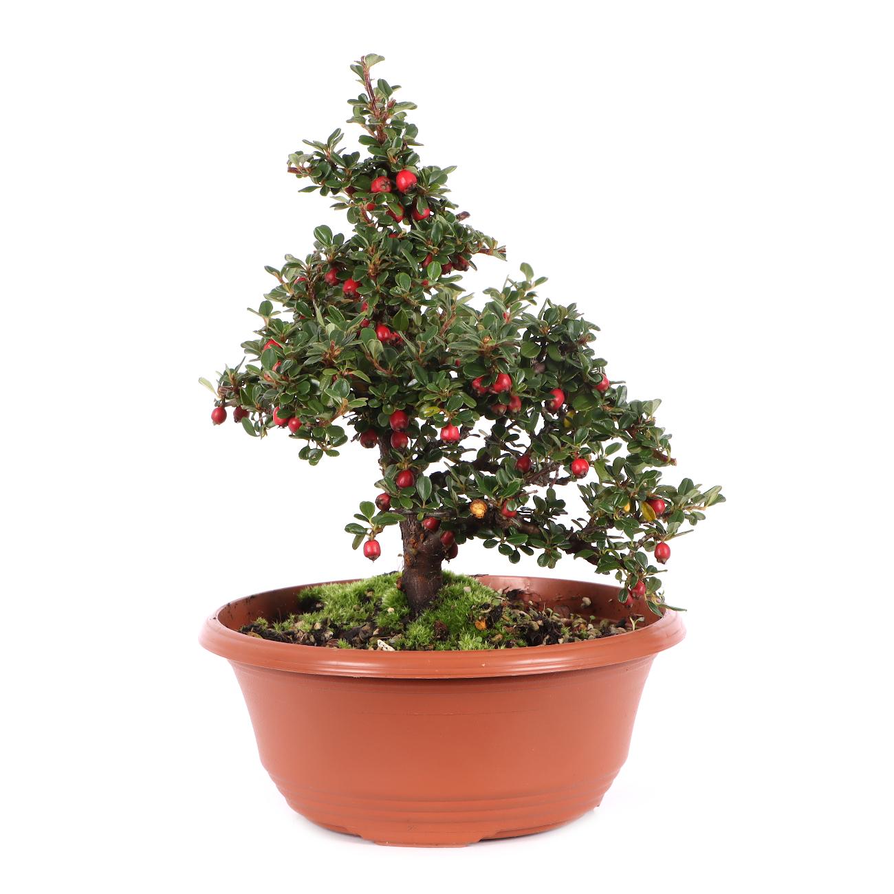 Cotoneaster microphyllus 'Cochleatus'