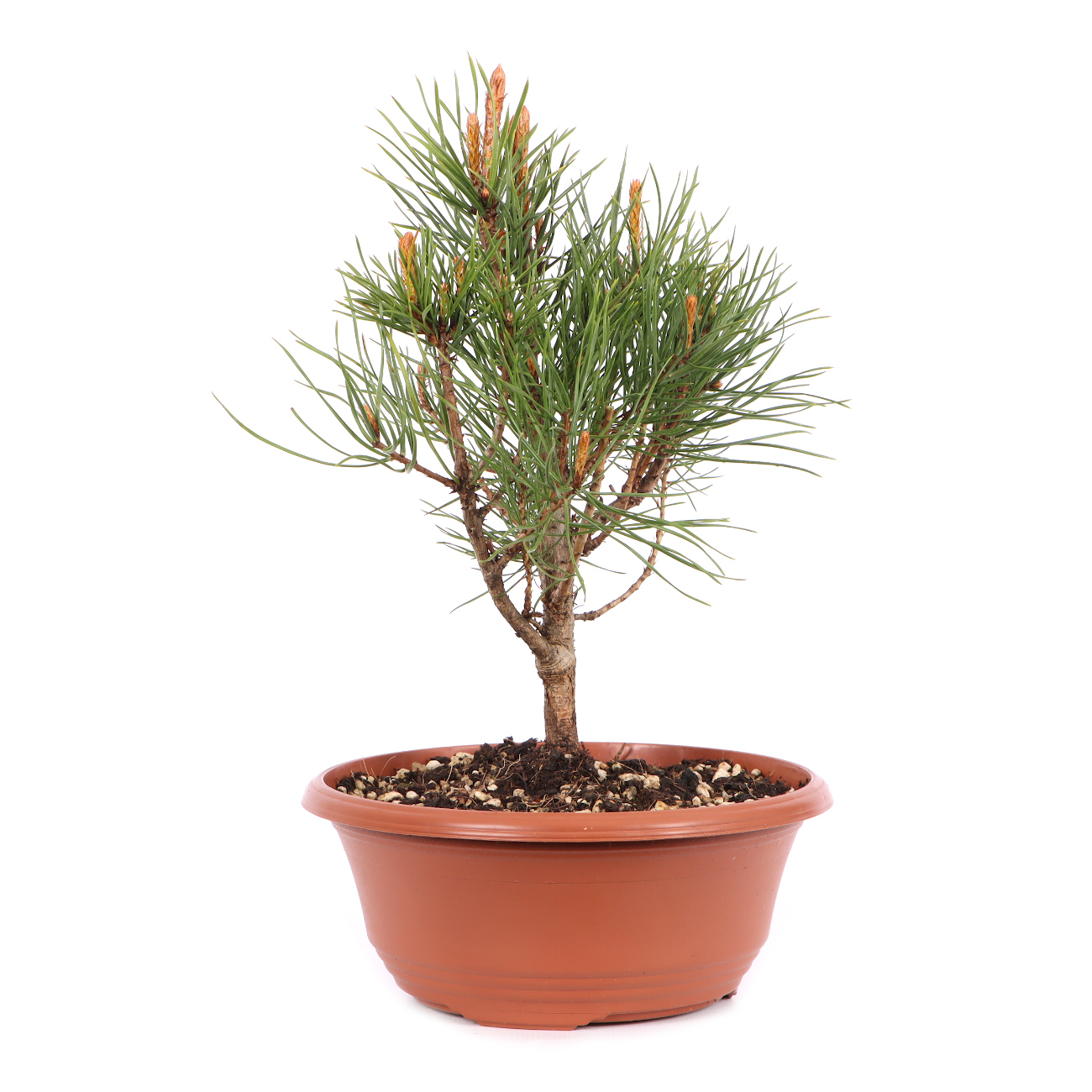 Pinus sylvestris