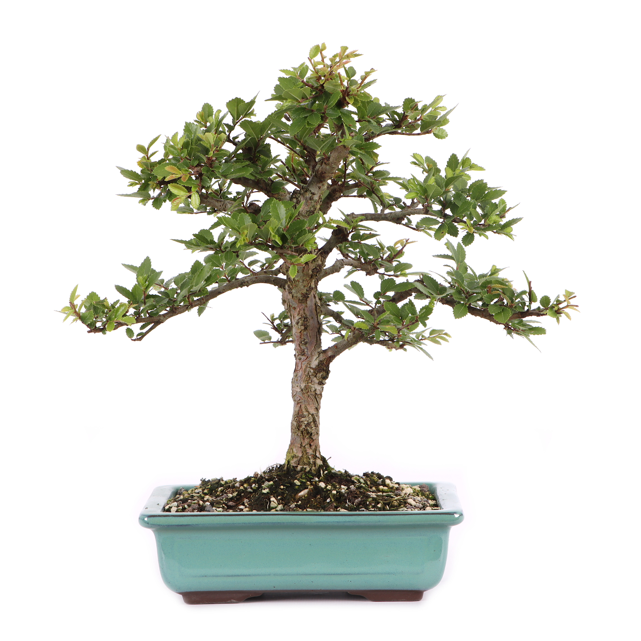 Ulmus japonica