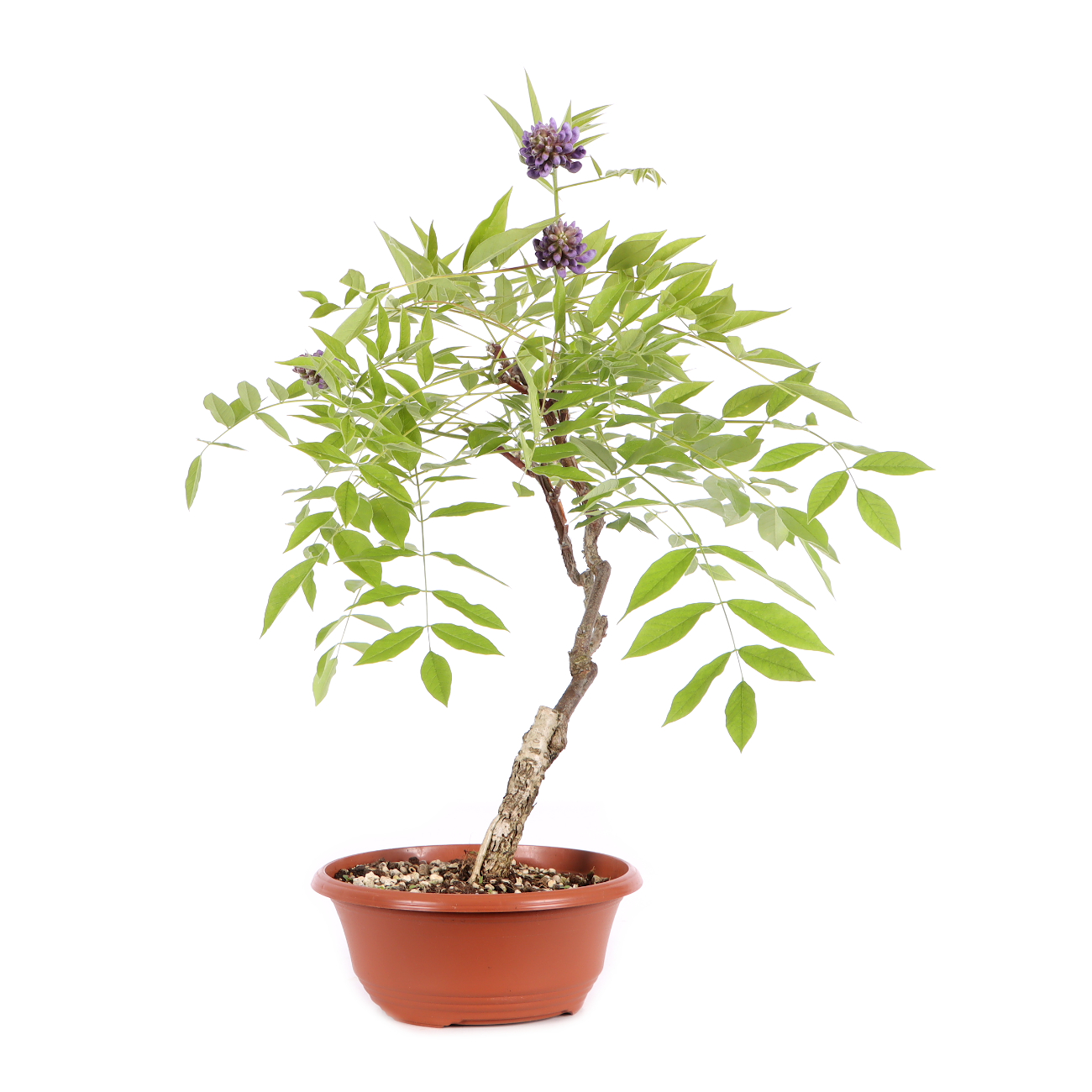 Wisteria frutescens