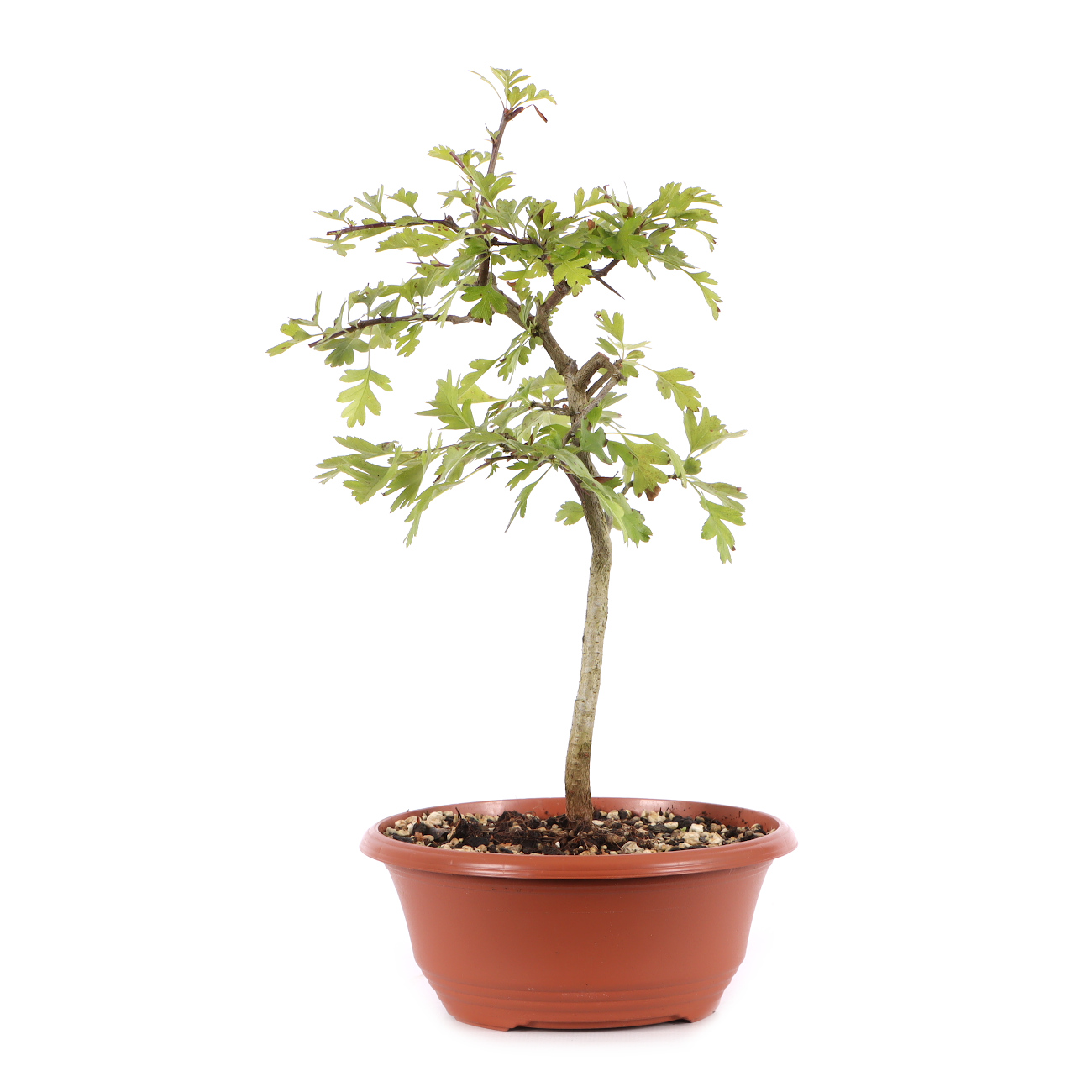 Crataegus monogyna
