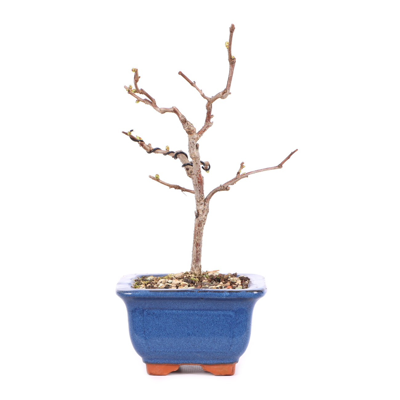 Celastrus orbiculatus