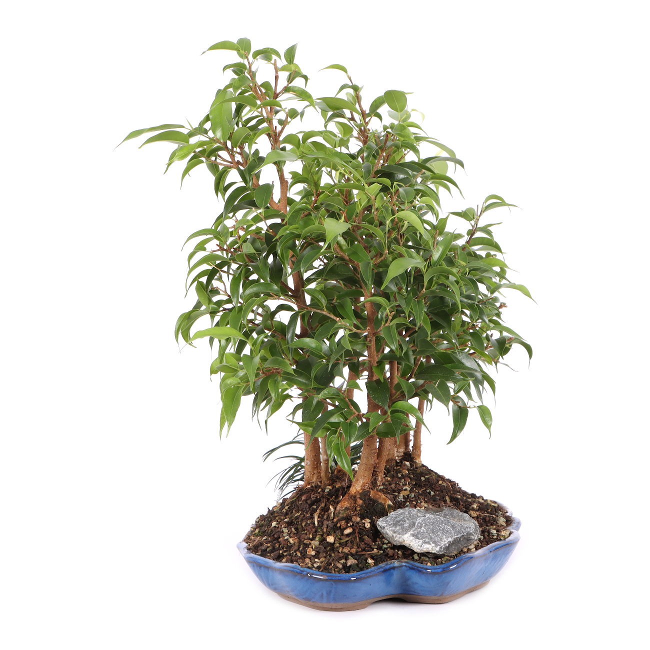 Ficus benjamina 'Natasja'