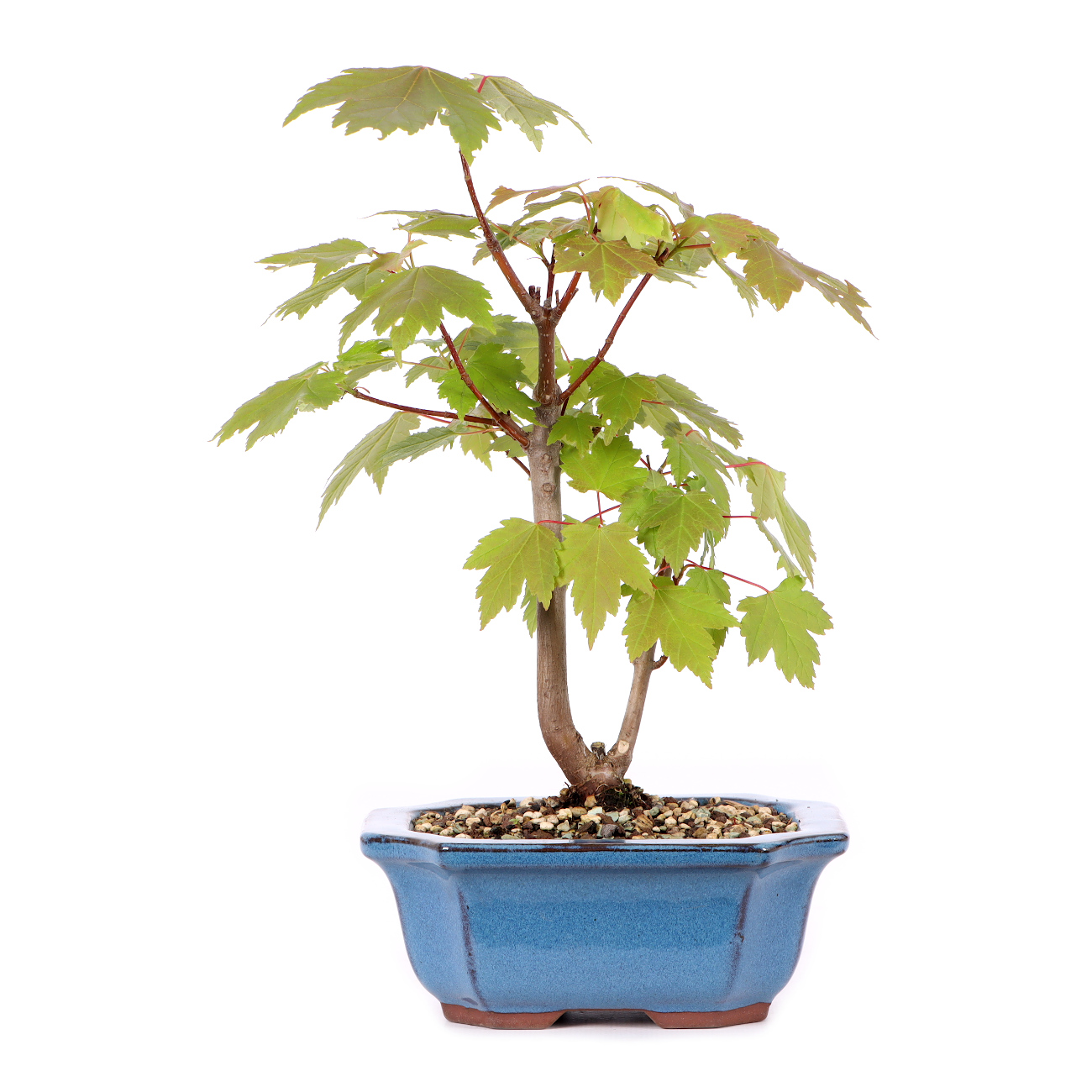 Acer rubrum 'October Glory'