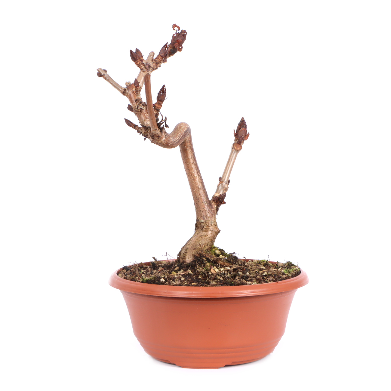 Seitenansicht rechts