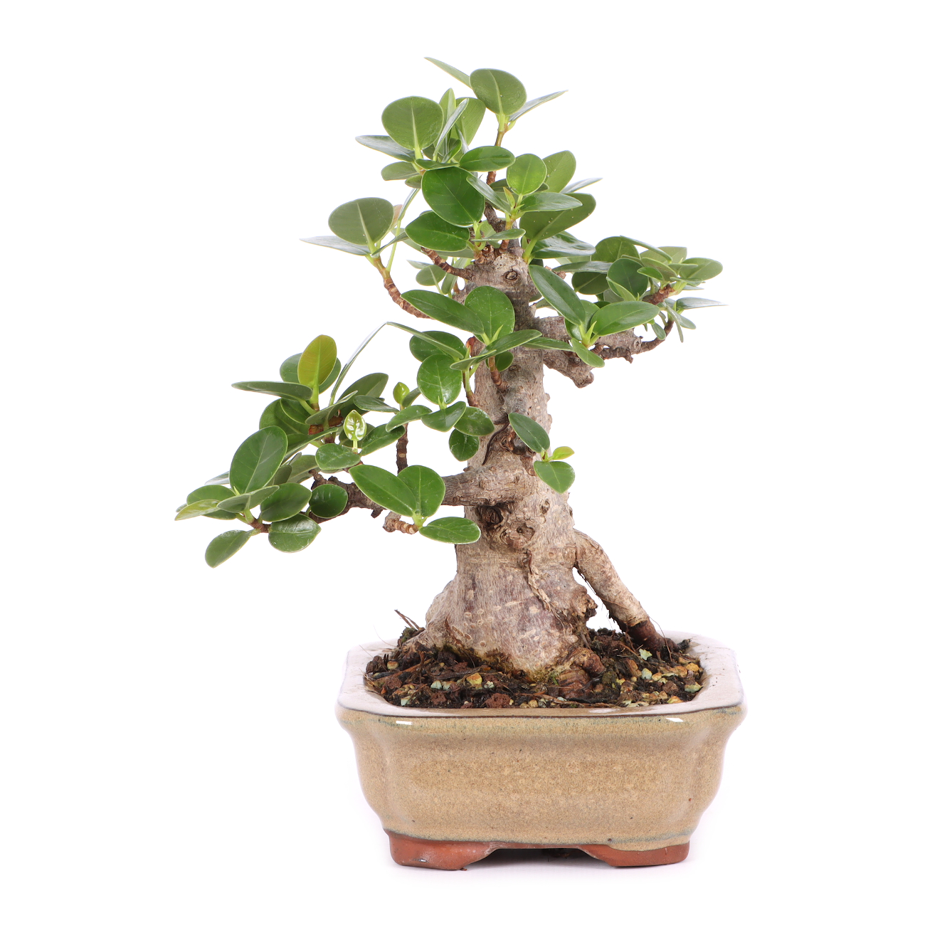 Ficus microcarpa 'Shiny'