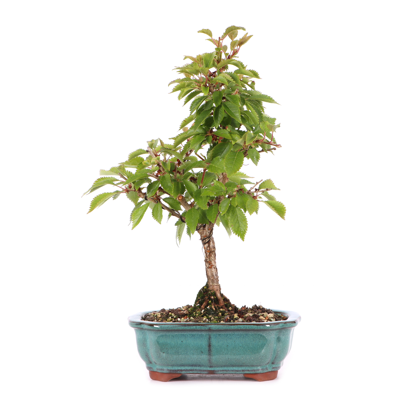 Prunus incisa 'Kojou-no-mai'