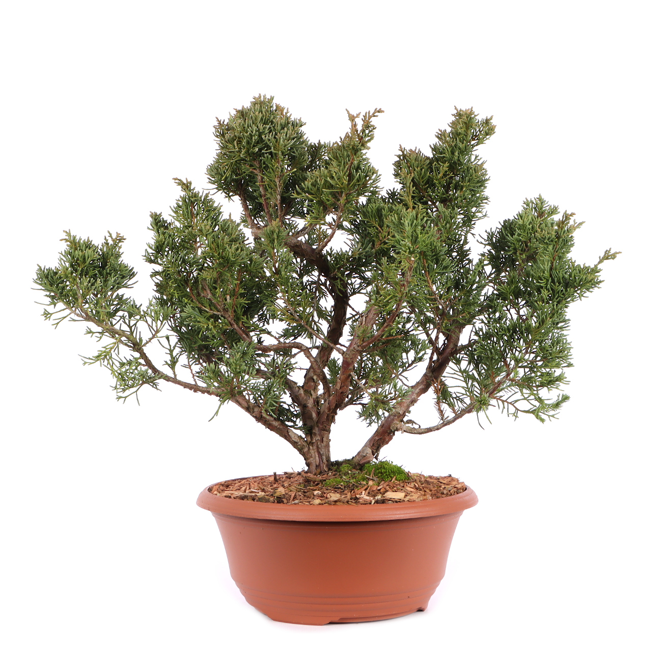 Juniperus chinensis 'Blaauw'
