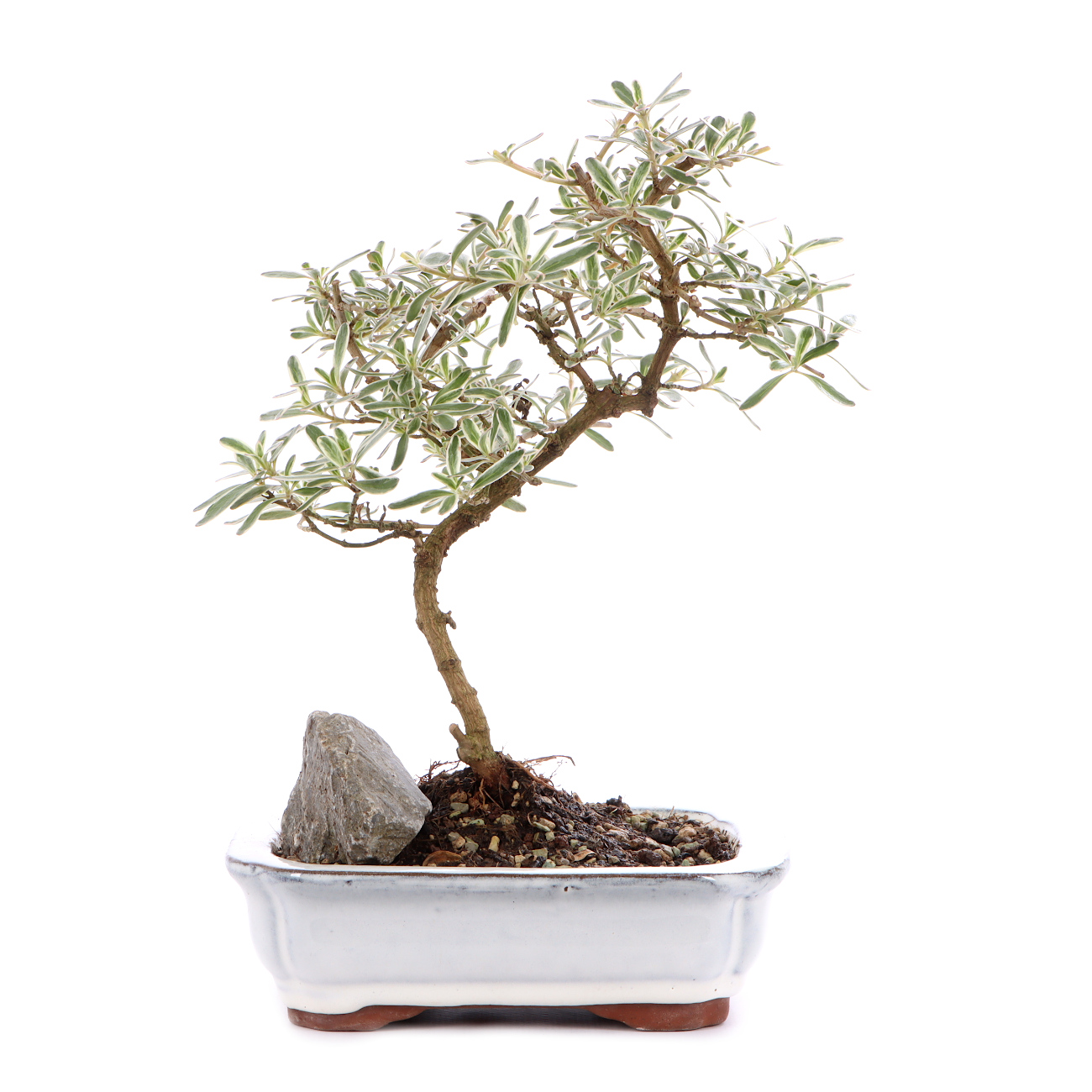 Coprosma x kirkii 'Variegata'