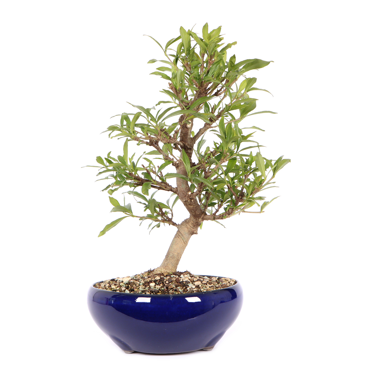 Seitenansicht rechts