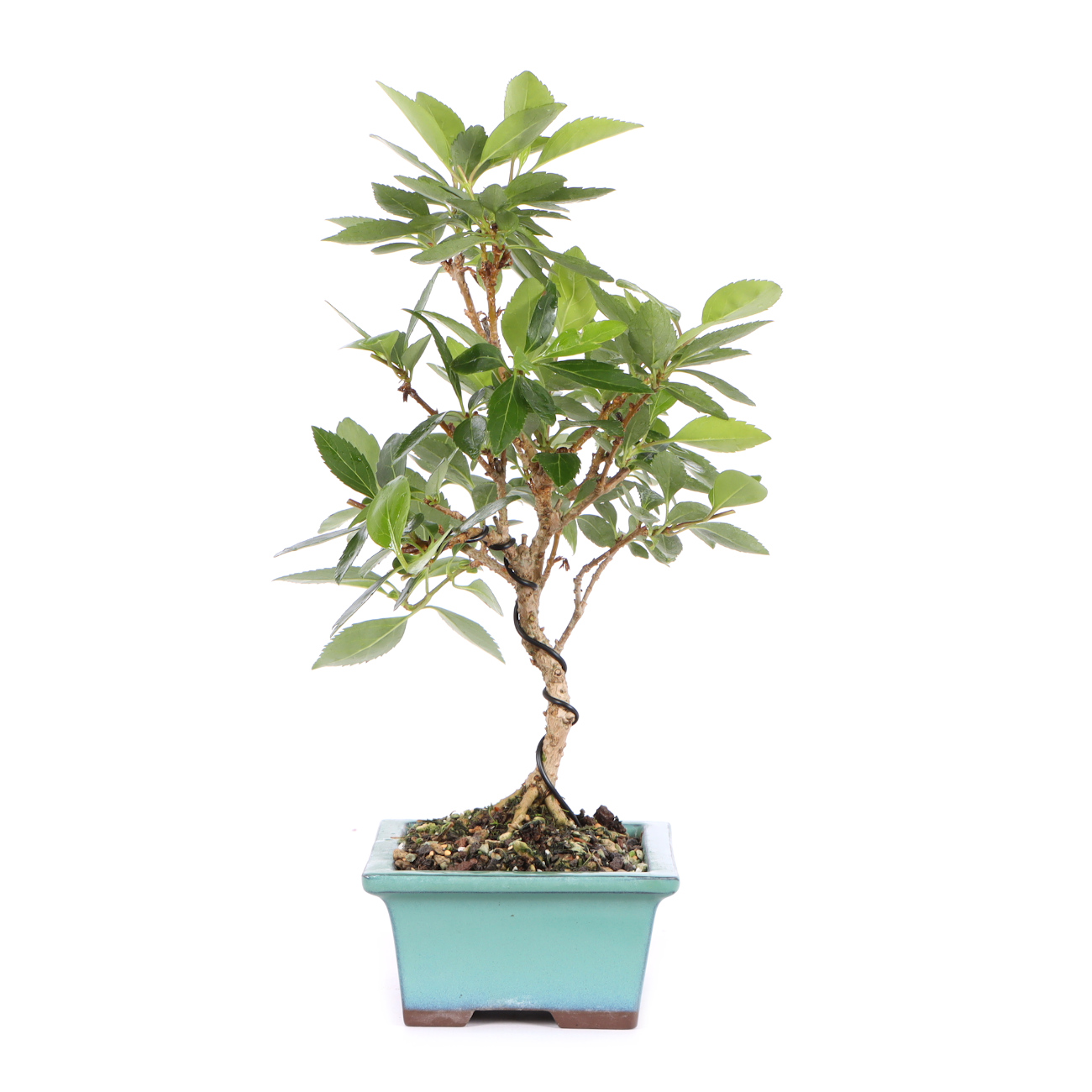 Seitenansicht rechts