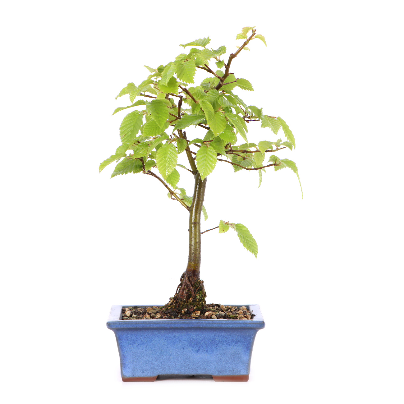 Carpinus betulus